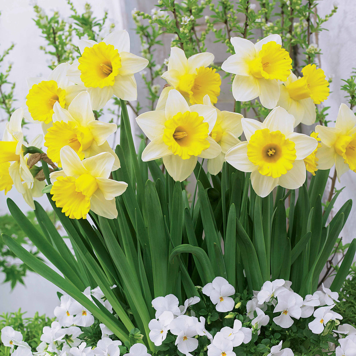 10 Narcisses Goblet - Narcissus goblet - Plantes