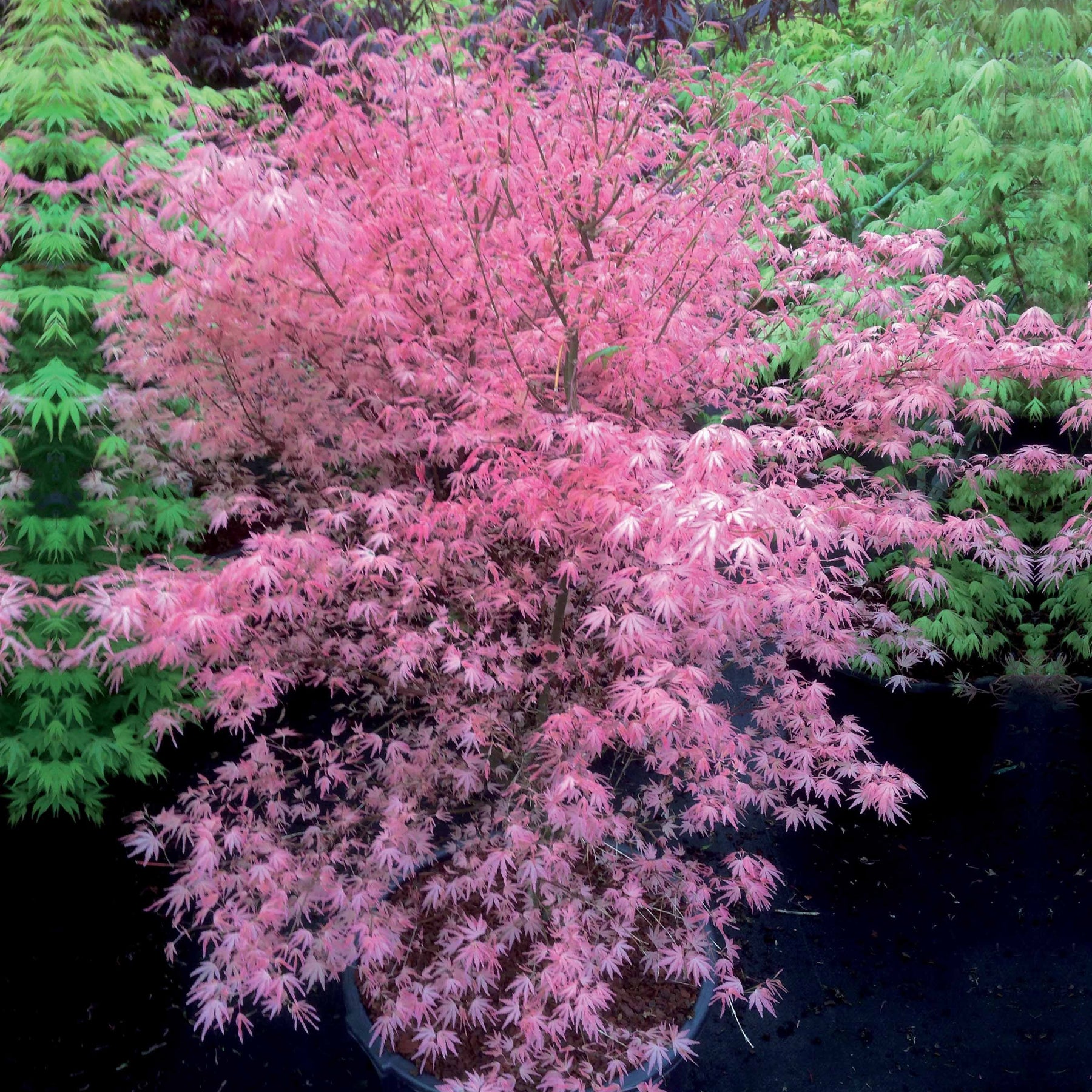 Erable Taylor - Acer palmatum taylor - Arbres