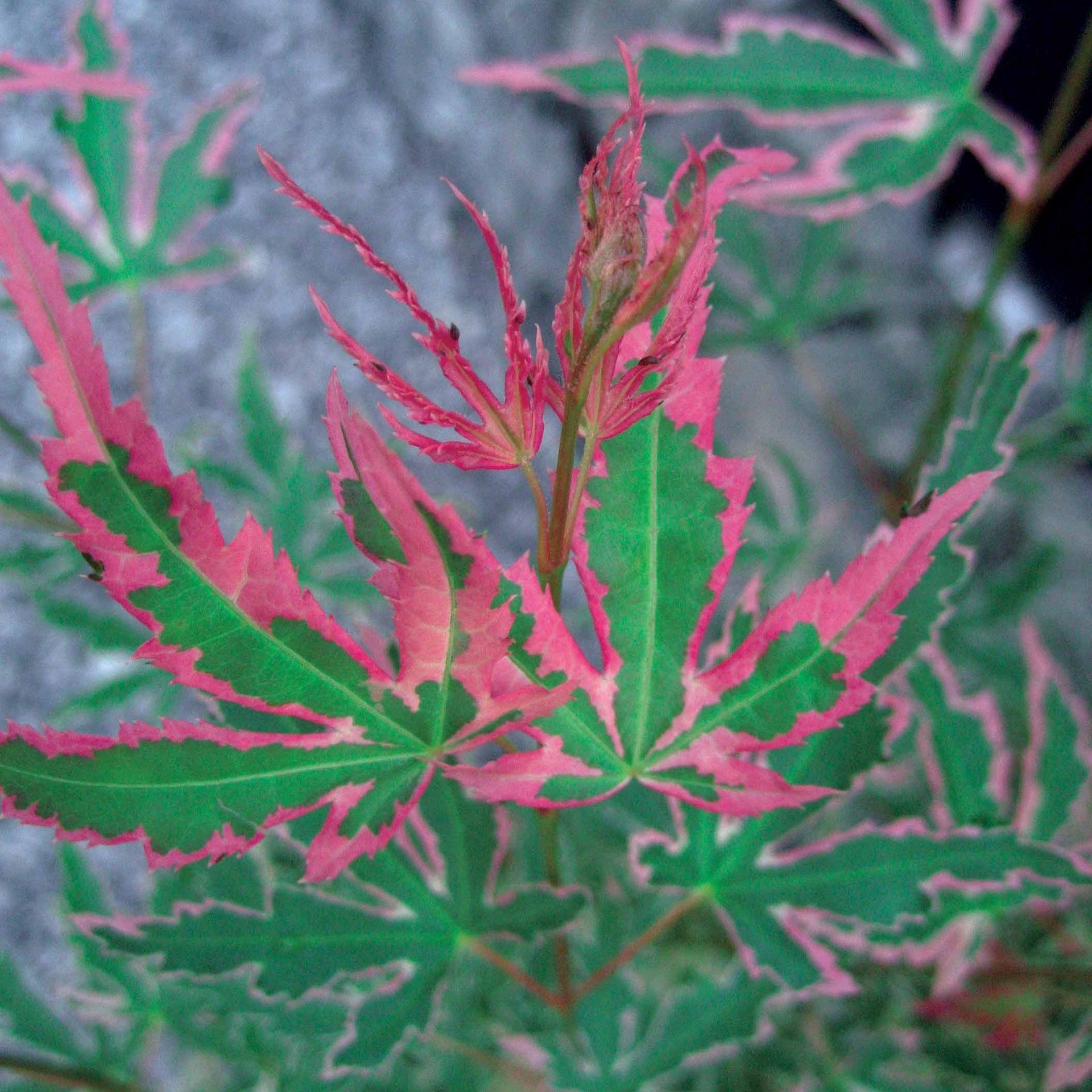 Erable Taylor - Acer palmatum taylor - Erable