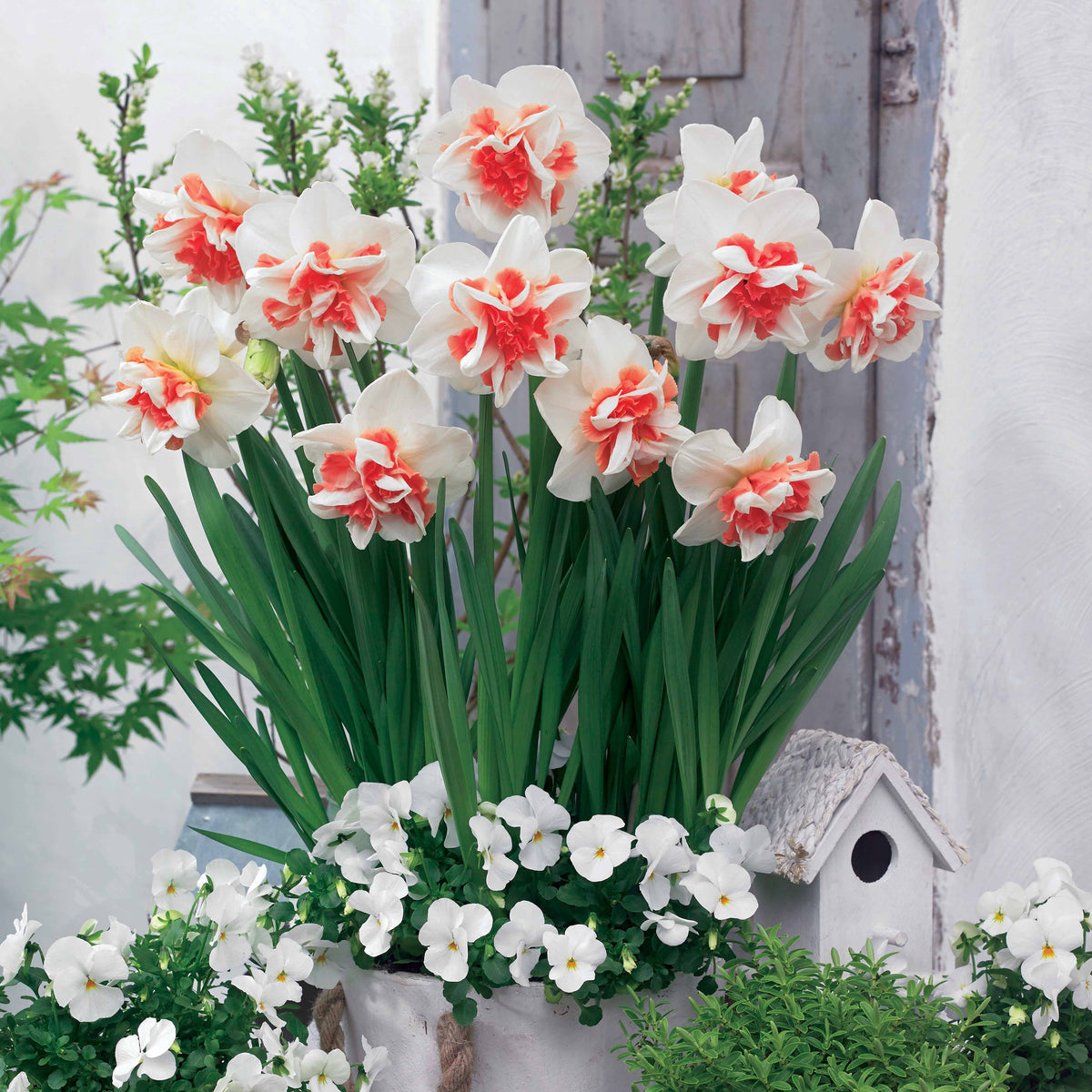 10 Narcisses à fleurs doubles doubles Delnashaugh - Narcissus delnashaugh - Plantes
