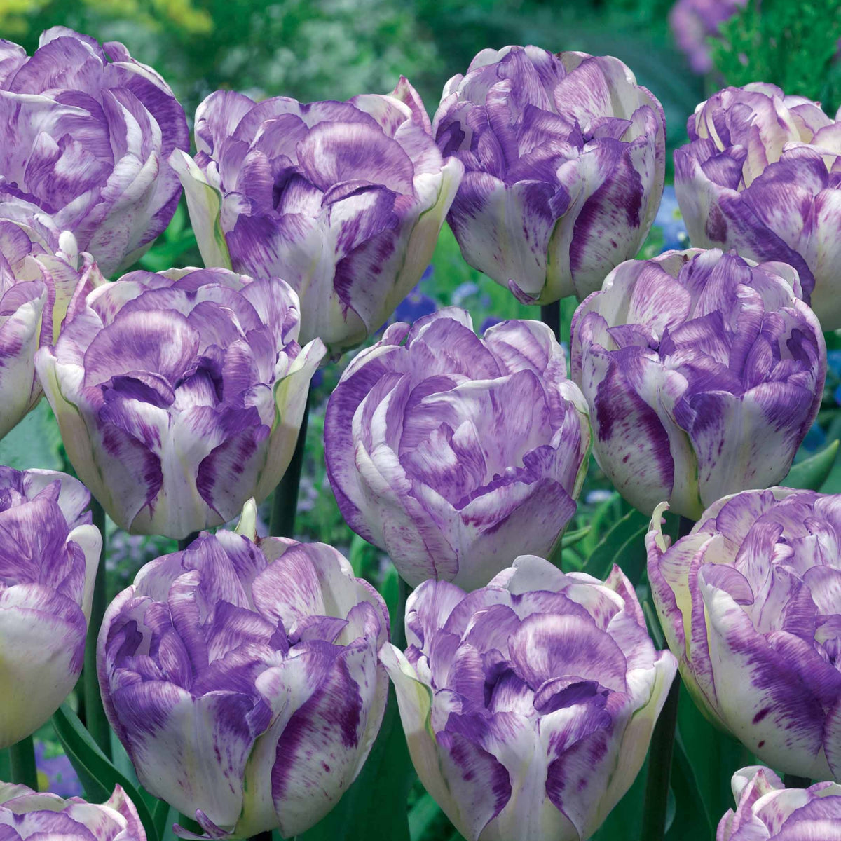 5 Tulipes à fleurs de pivoine Shirleydouble - Tulipa shirley double - Plantes