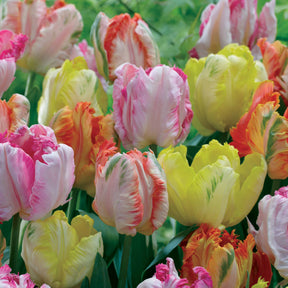 18 Tulipes perroquets pastel en mélange - Tulipa 'texas gold','apricot parrot''webers parrot - Plantes