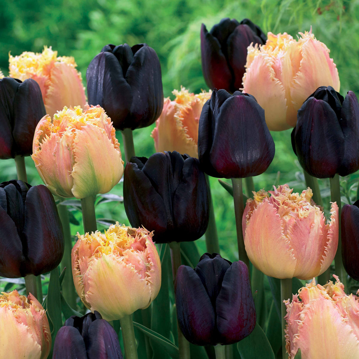 Collection de 10 Tulipes Esprit et Paul Sherer - Tulipa esprit , paul sherer - Plantes
