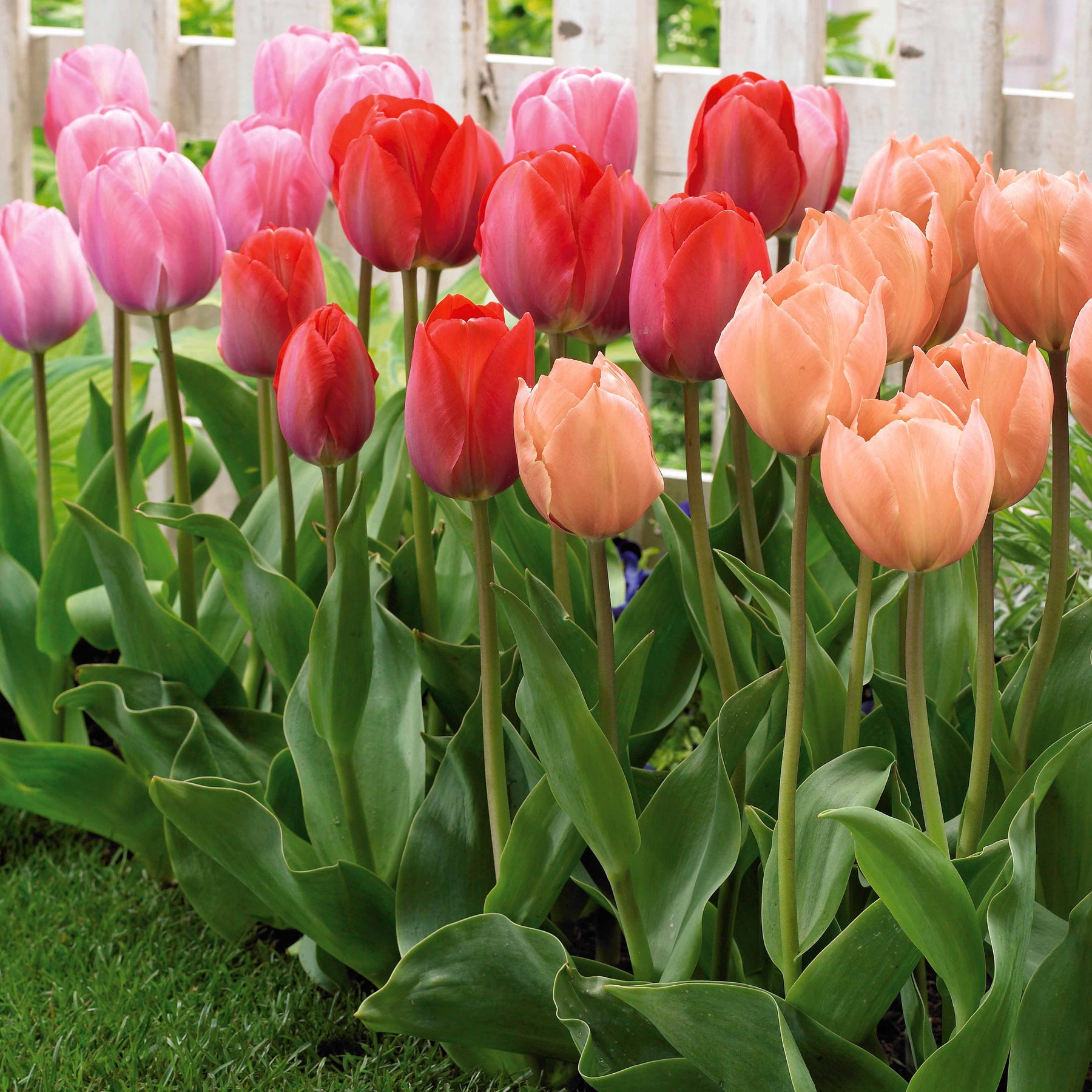 30 Tulipes Van Eijk en mélange - Tulipa salmon van eijk , mystic van eij'orange an - Plantes