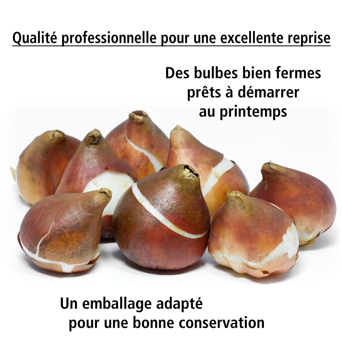 25 Tulipes Van Eijk en mélange - Tulipa salmon van eijk , mystic van eij'orange an - Willemse