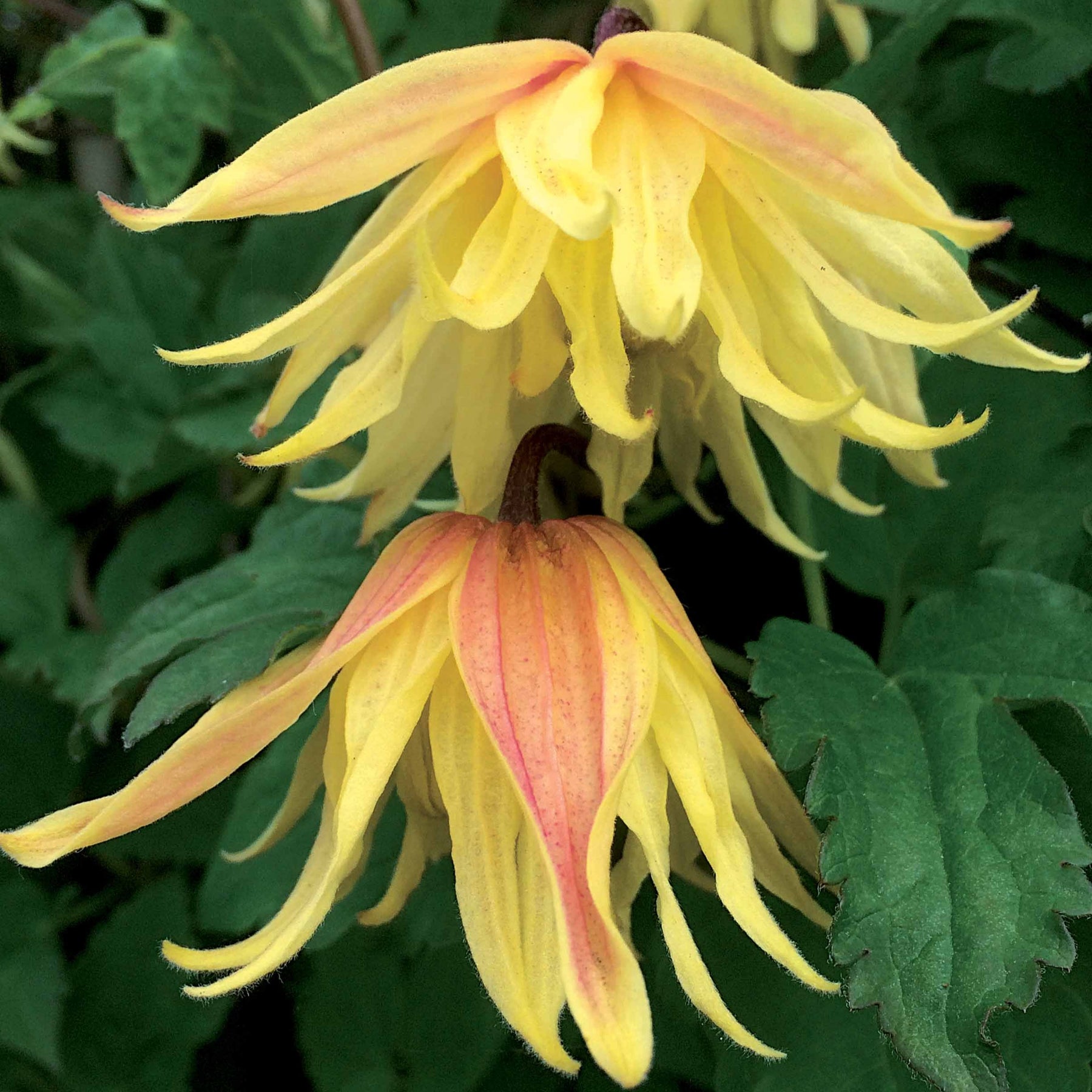 Clématite Amber - Clematis chiisanensis/koreana amber - Plantes