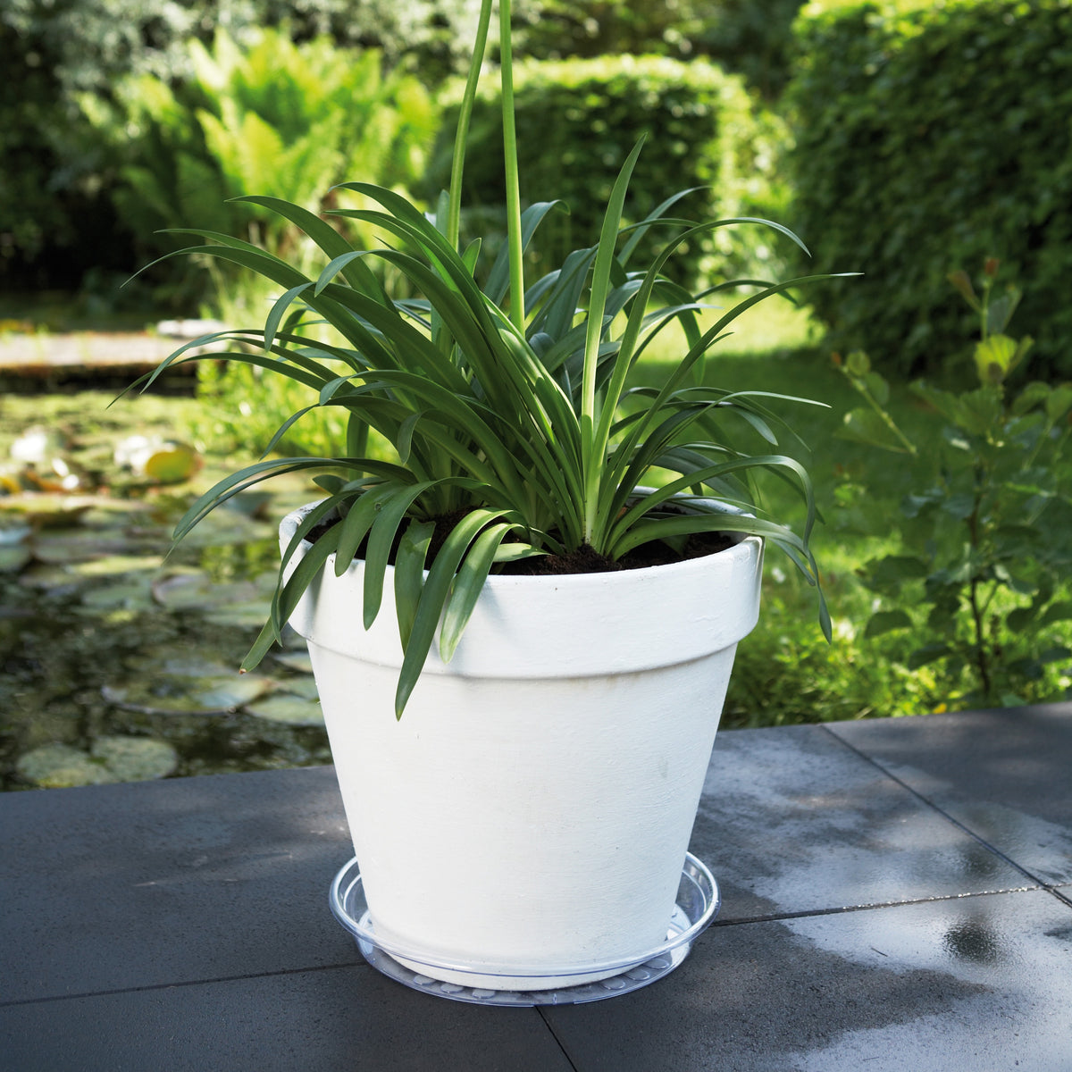 Soucoupe Uni-Saucer ELHO - - Willemse