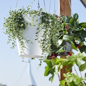 Suspension Loft Urban Basket anthracite - Pots et contenants pour cultiver vos plantes