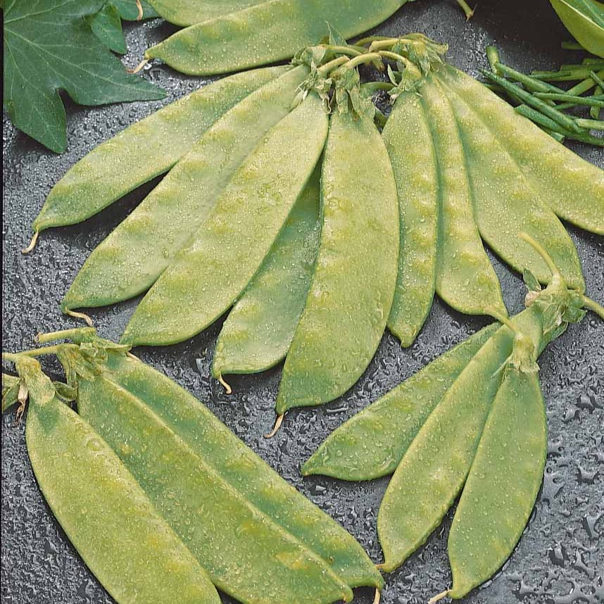 Pois mangetout Oregon Giant - Pisum sativum oregon giant - Willemse