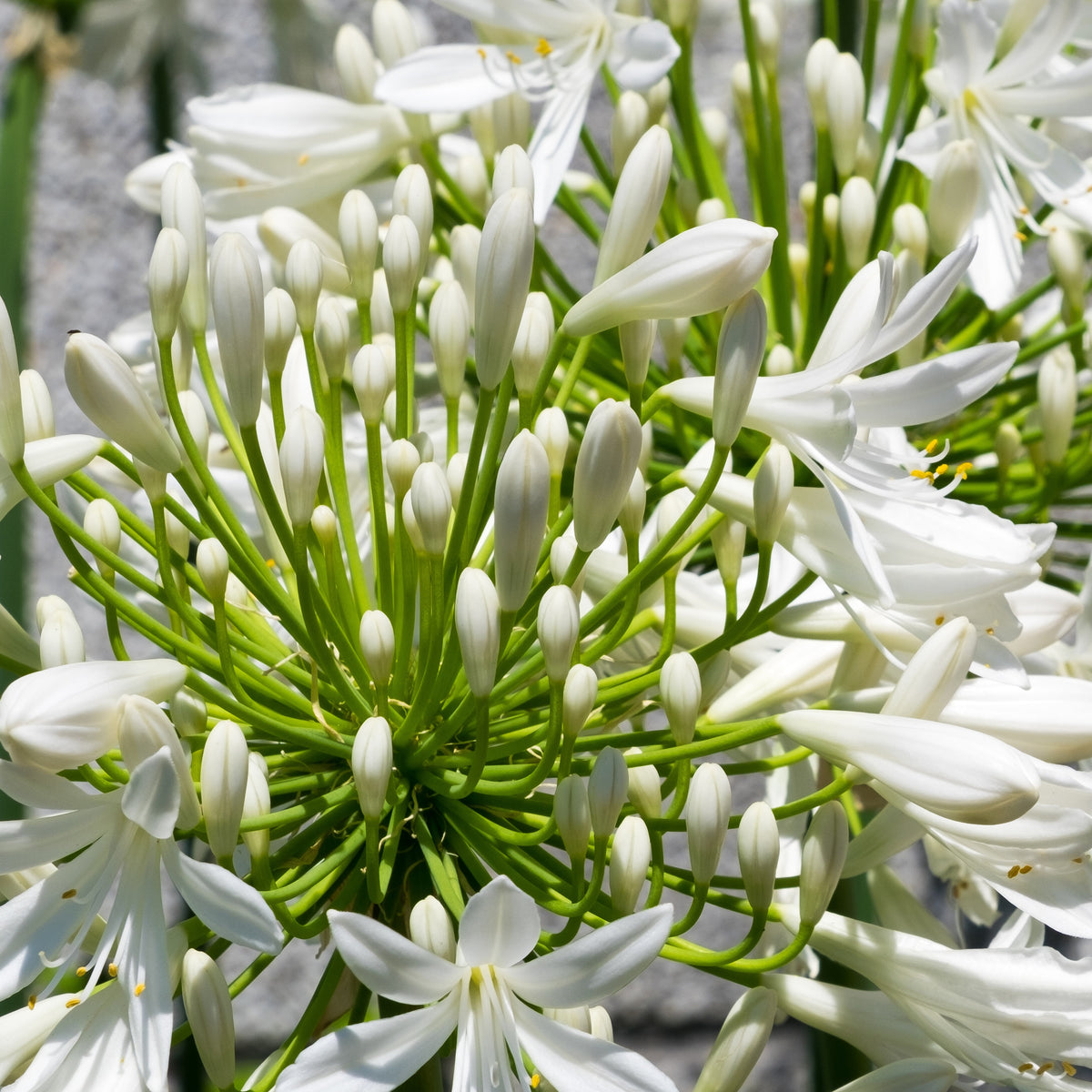 Agapanthe blanche - Agapanthus Polar Ice - Willemse