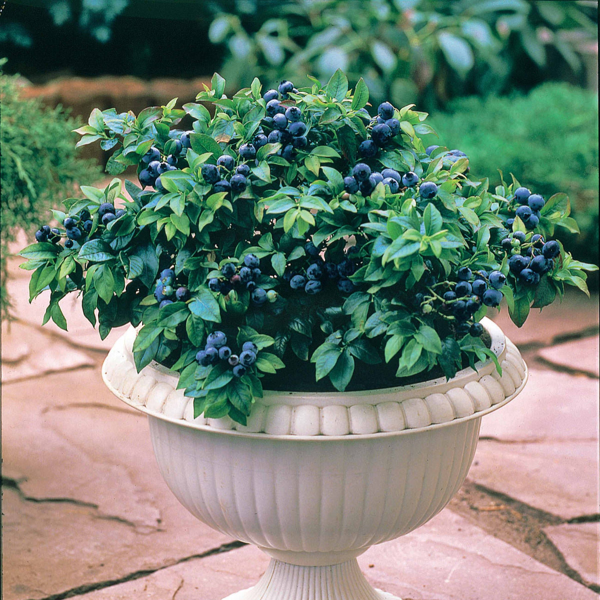 Myrtillier Top Hat - Vaccinium corymbosum top hat - Willemse