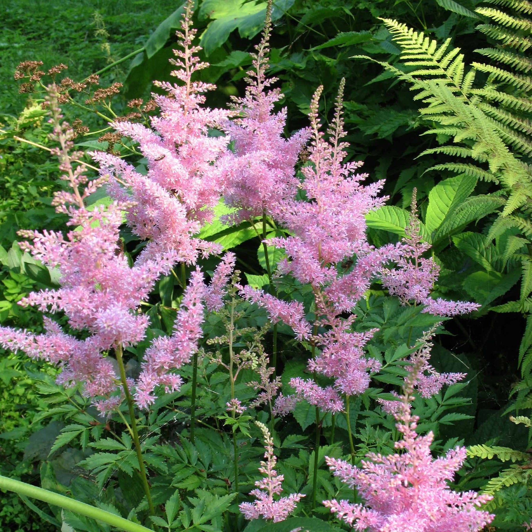 3 Astilbes Nouvelle vague - Astilbe new wave - Plantes