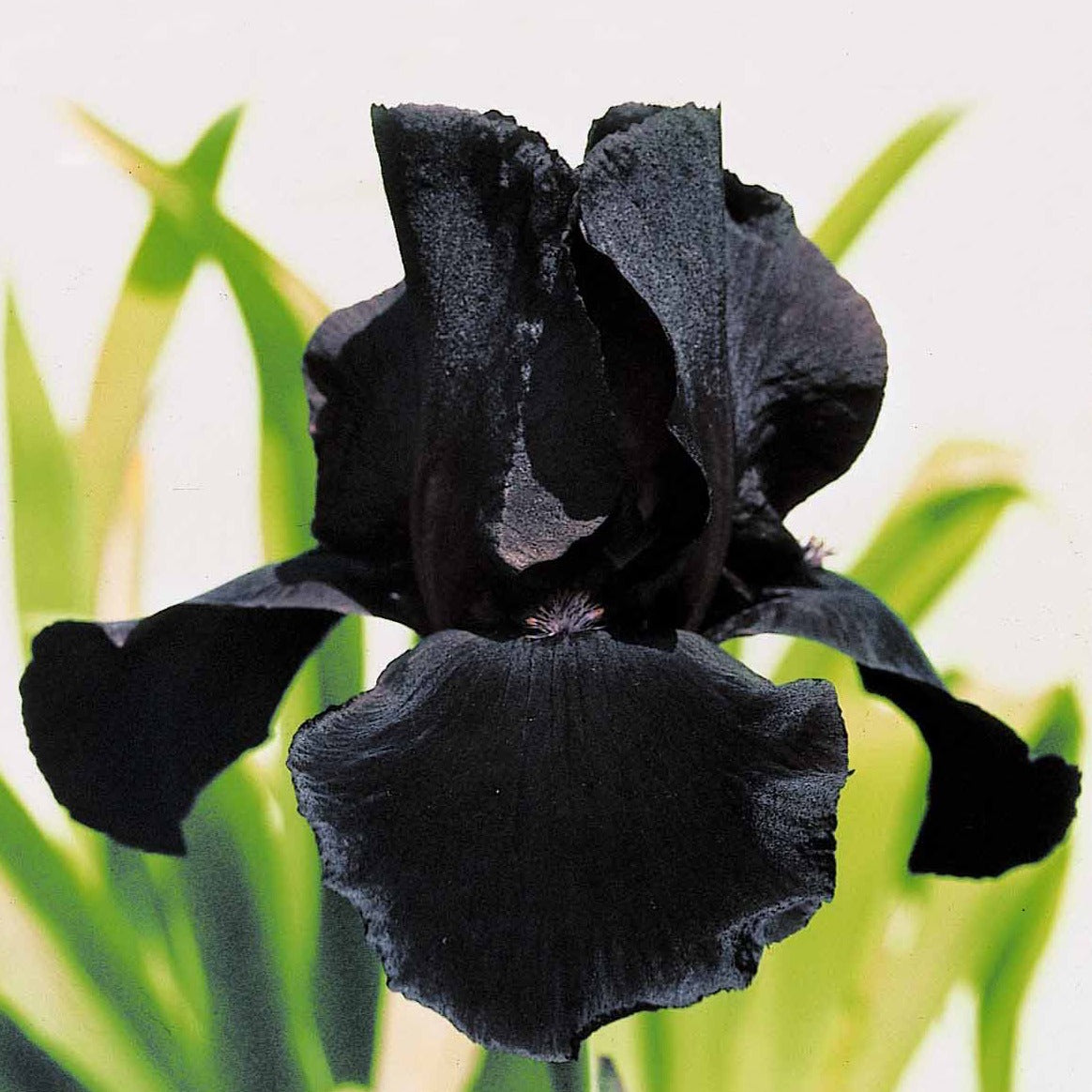 2 Iris de jardin Etude en Noir - Iris germanica study in black - Willemse