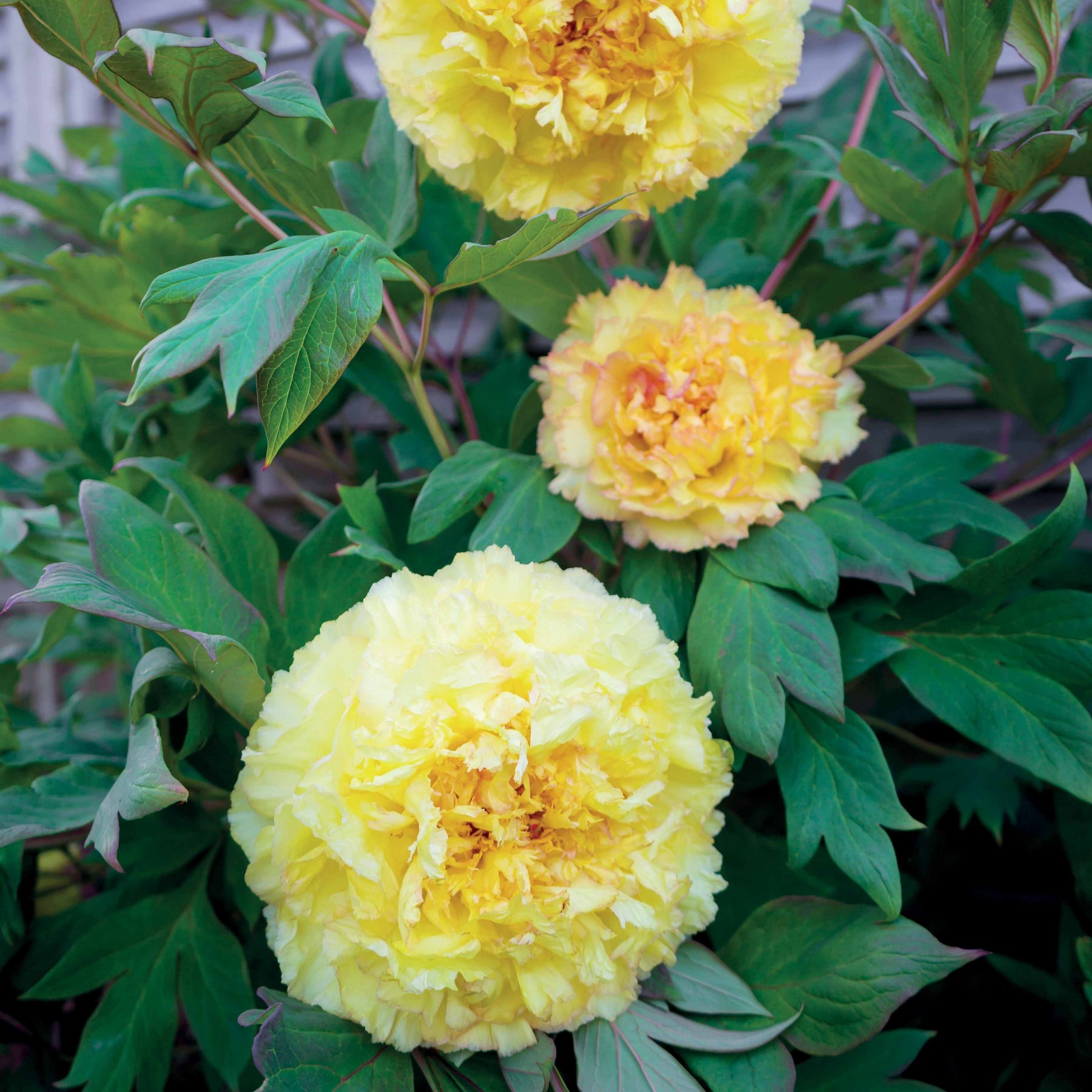 Pivoine Itoh Bartzella - Paeonia itoh bartzella - Plantes vivaces