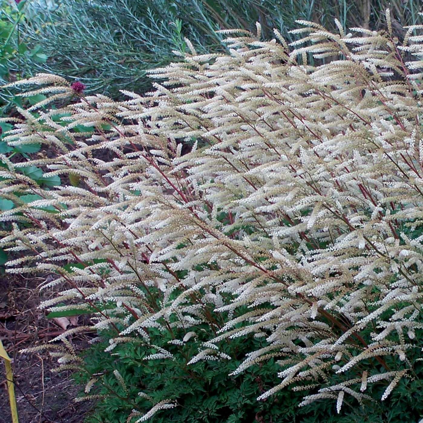 2 Aruncus Pintade - Aruncus sylvestris (diocus) guinea fowl - Plantes