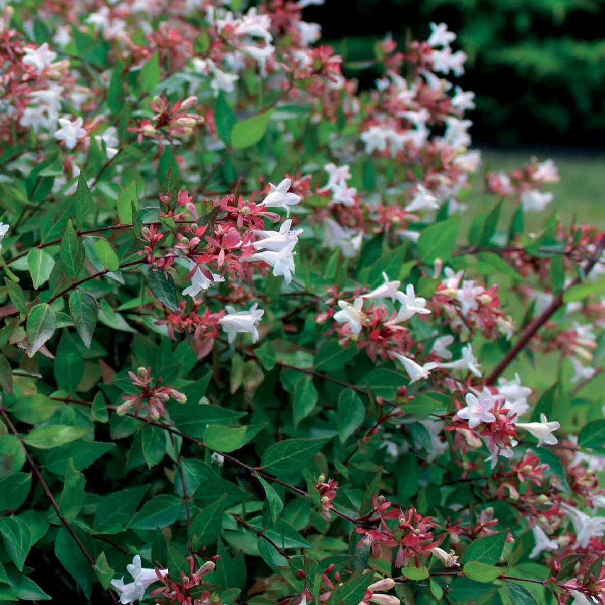 Abélia à grandes fleurs - Abelia grandiflora - Arbustes