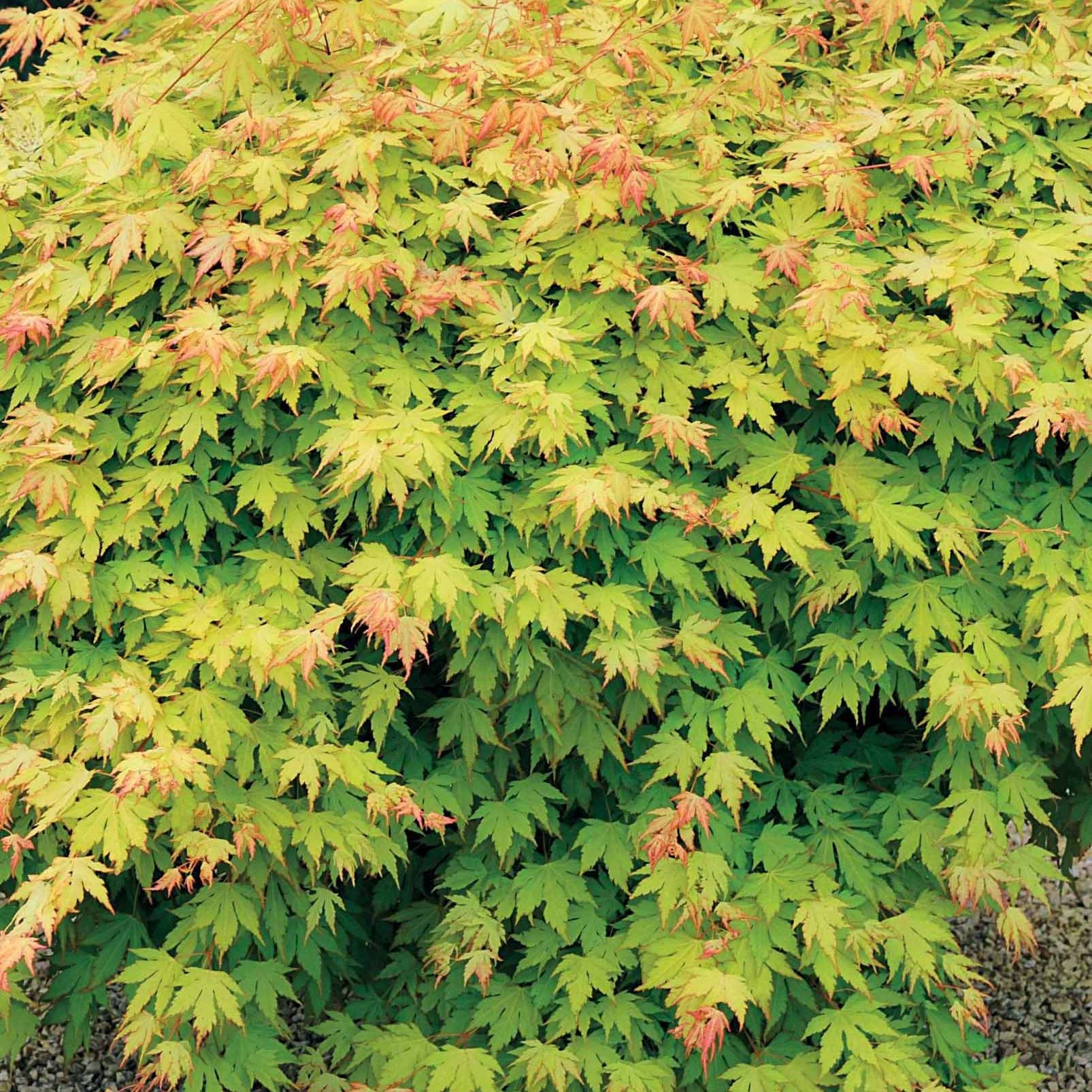 Erable du Japon doré - Acer shirasawanum aureum - Plantes