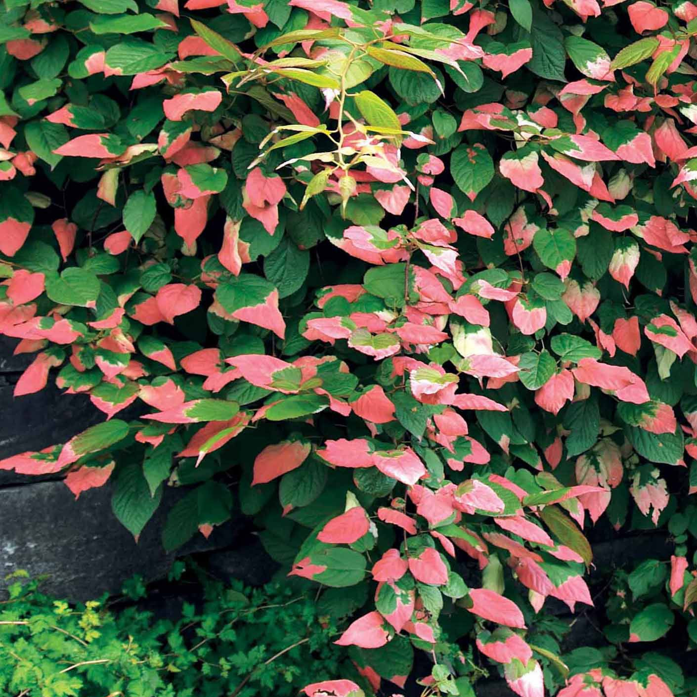 Kiwi d'ornement panaché - Actinidia kolomikta - Plantes