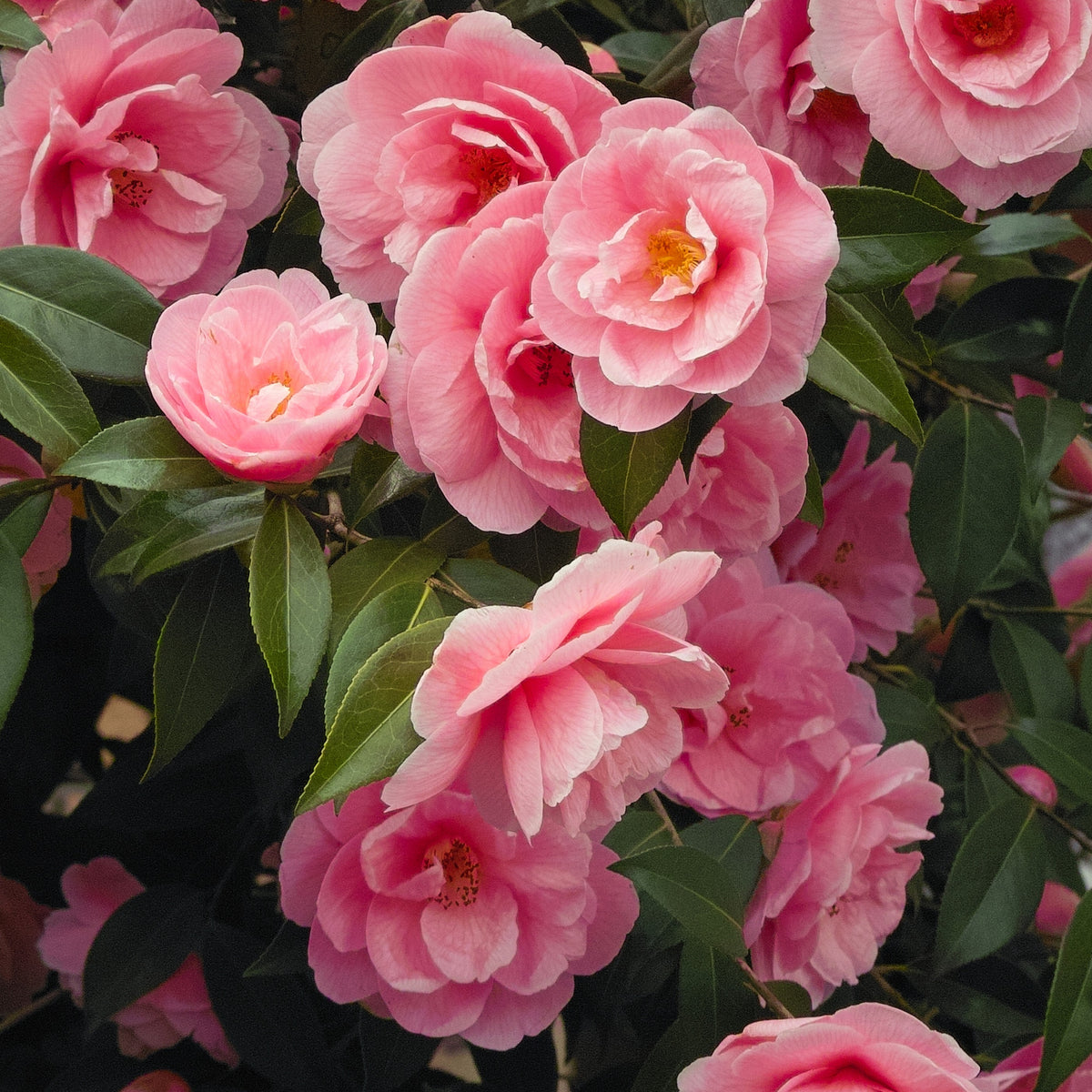 Camélia du Japon à fleurs doubles rose - Camellia japonica Dr.King - Plantes
