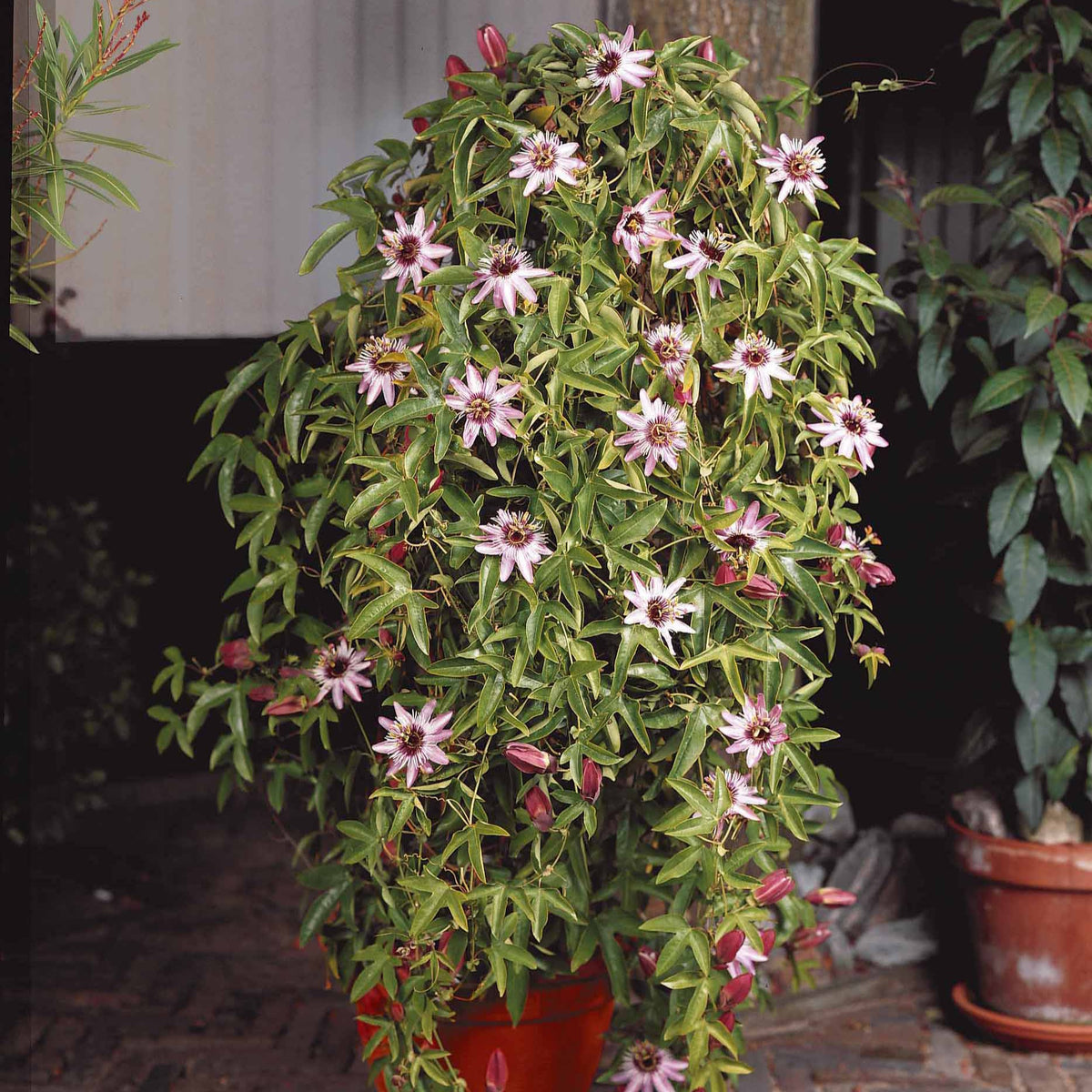 Passiflore Victoria - Passiflora caerulea victoria