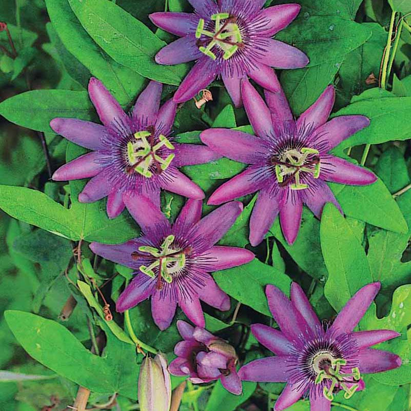 Passiflore Lavender lady - Passiflora x lavender lady - Plantes grimpantes