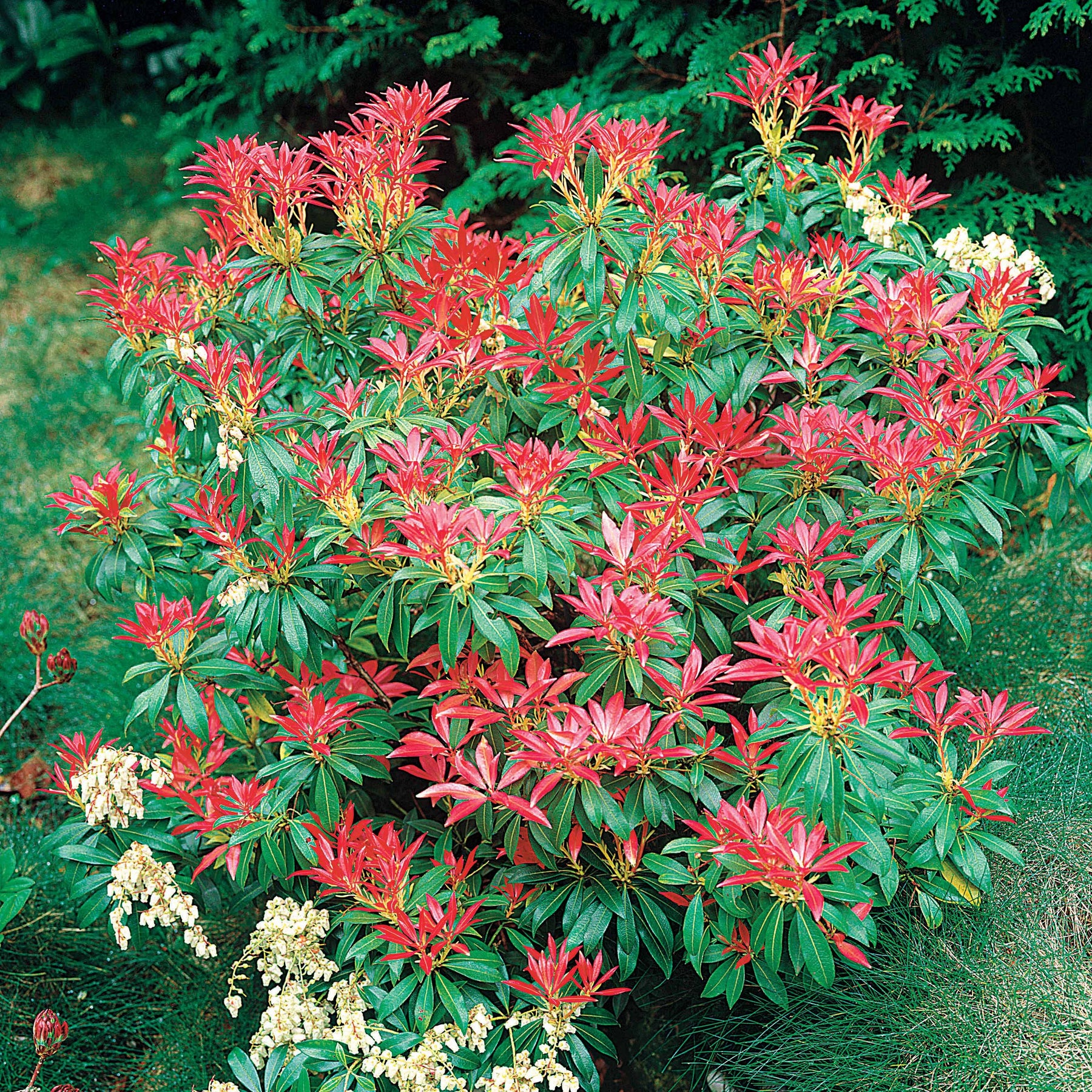 Pieris Forest flame - Pieris forest flame - Arbustes