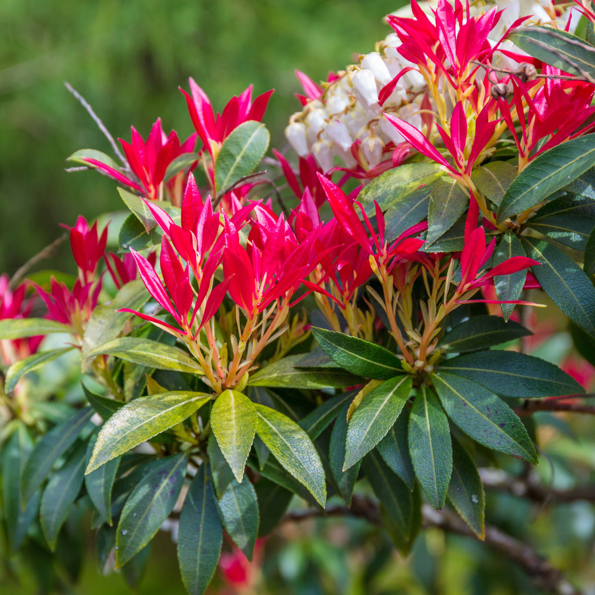 Pieris Forest flame - Pieris Forest Flame - Willemse