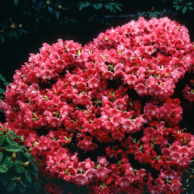Rhododendron compact Baden Baden - Rhododendron Baden Baden - Willemse