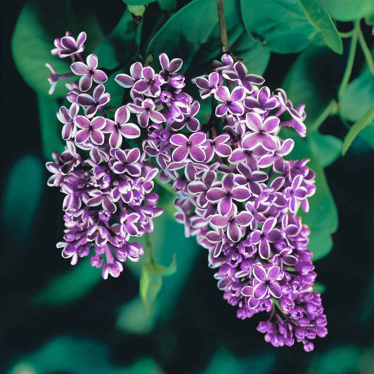 Lilas Sensation - Syringa vulgaris sensation - Willemse