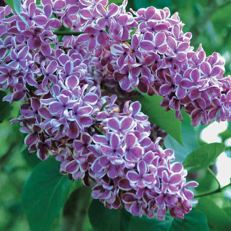 Lilas Sensation - Syringa vulgaris sensation - Arbustes