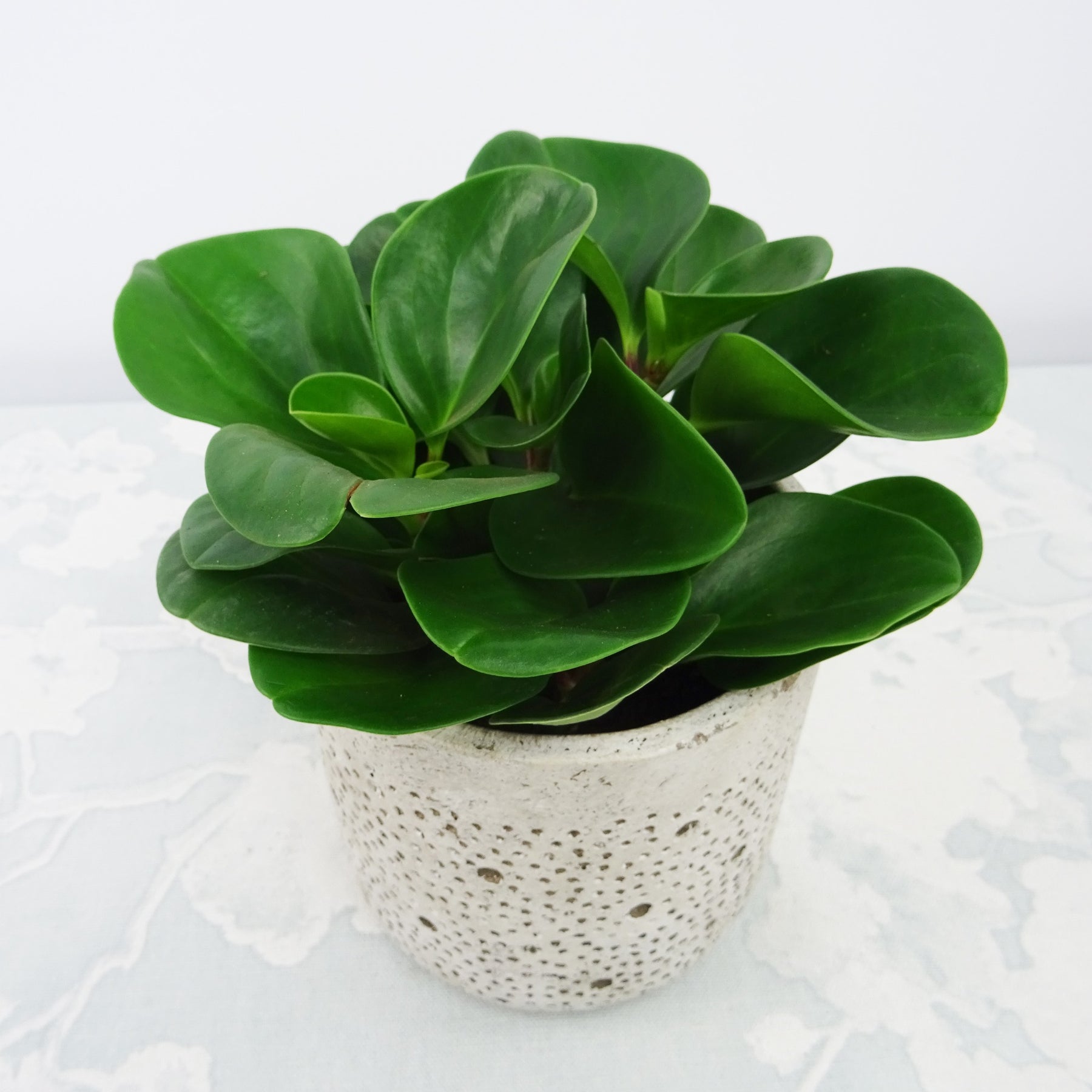 Peperomia Green - Peperomia green - Plantes