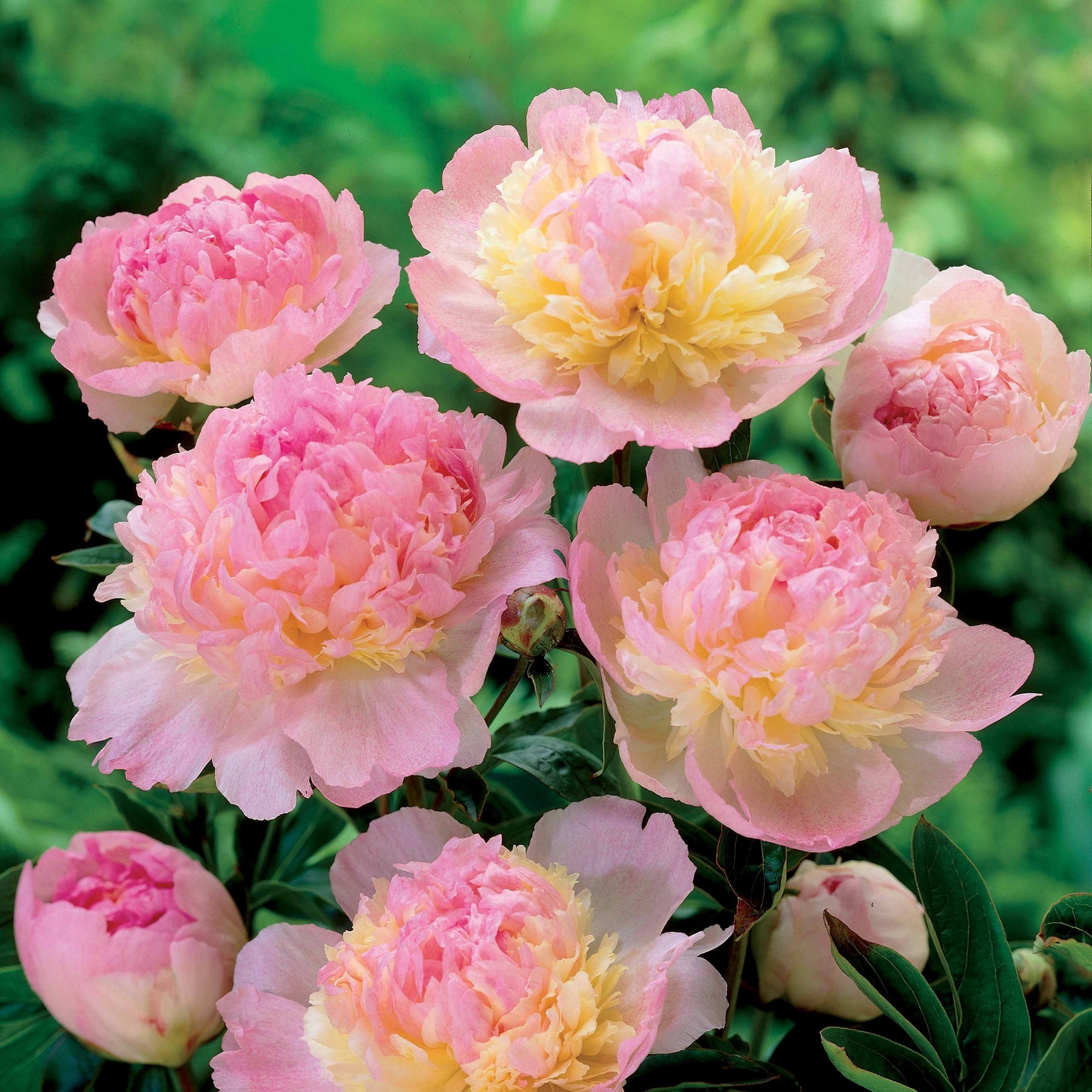 Pivoine Raspberry Sundae - Paeonia raspberry sundae - Plantes