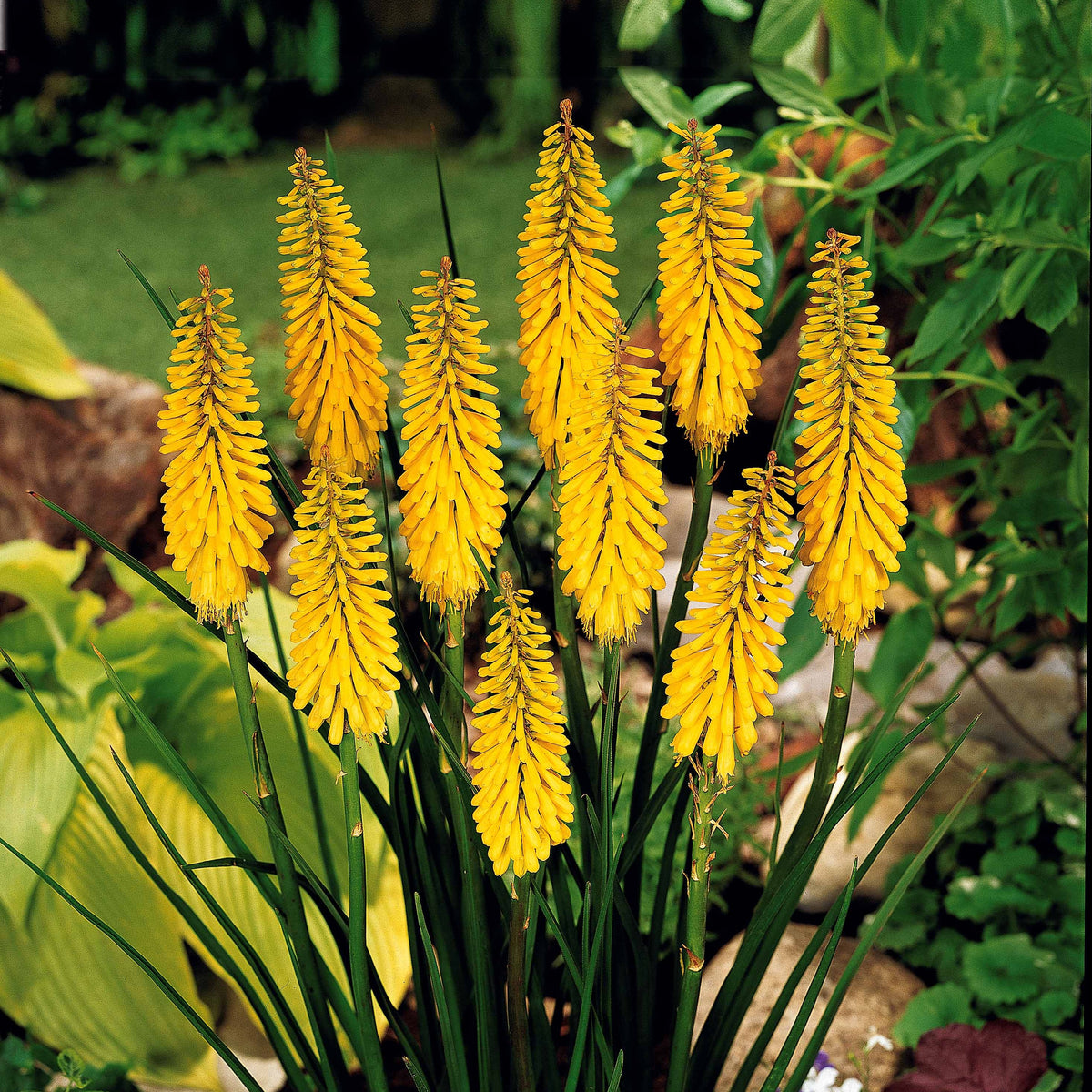 3 Tritomas jaunes - Kniphofia sunningdale gold - Plantes