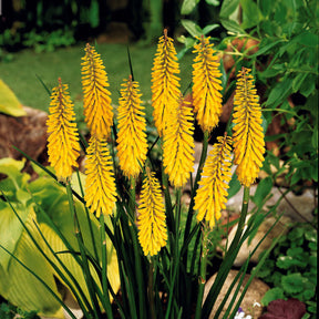 3 Tritomas jaunes - Kniphofia sunningdale gold - Plantes