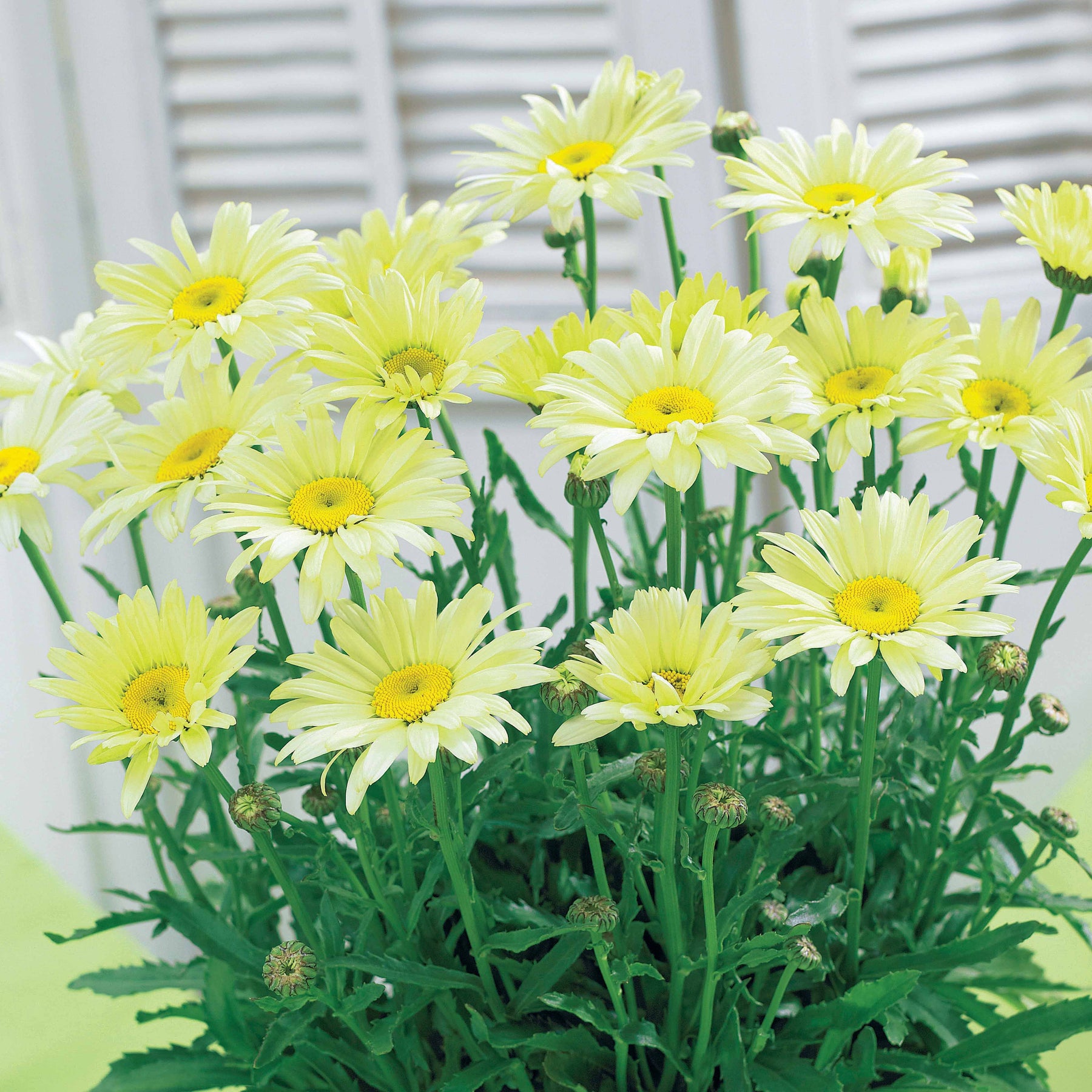 2 Marguerites d'été Banana Cream - Leucanthemum superbum banana cream - Plantes