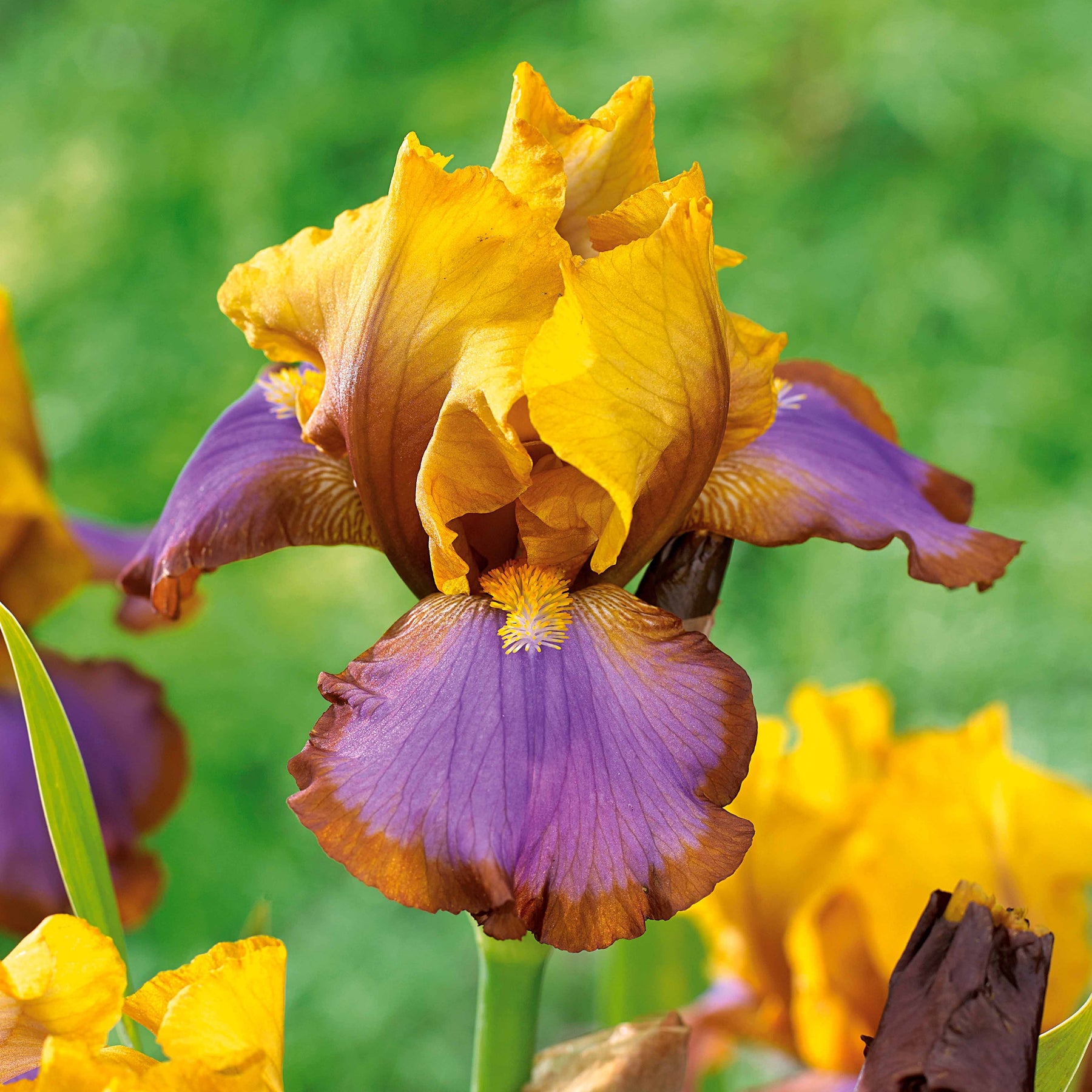 2 Iris de jardin Lasso marron - Iris germanica brown lasso - Plantes