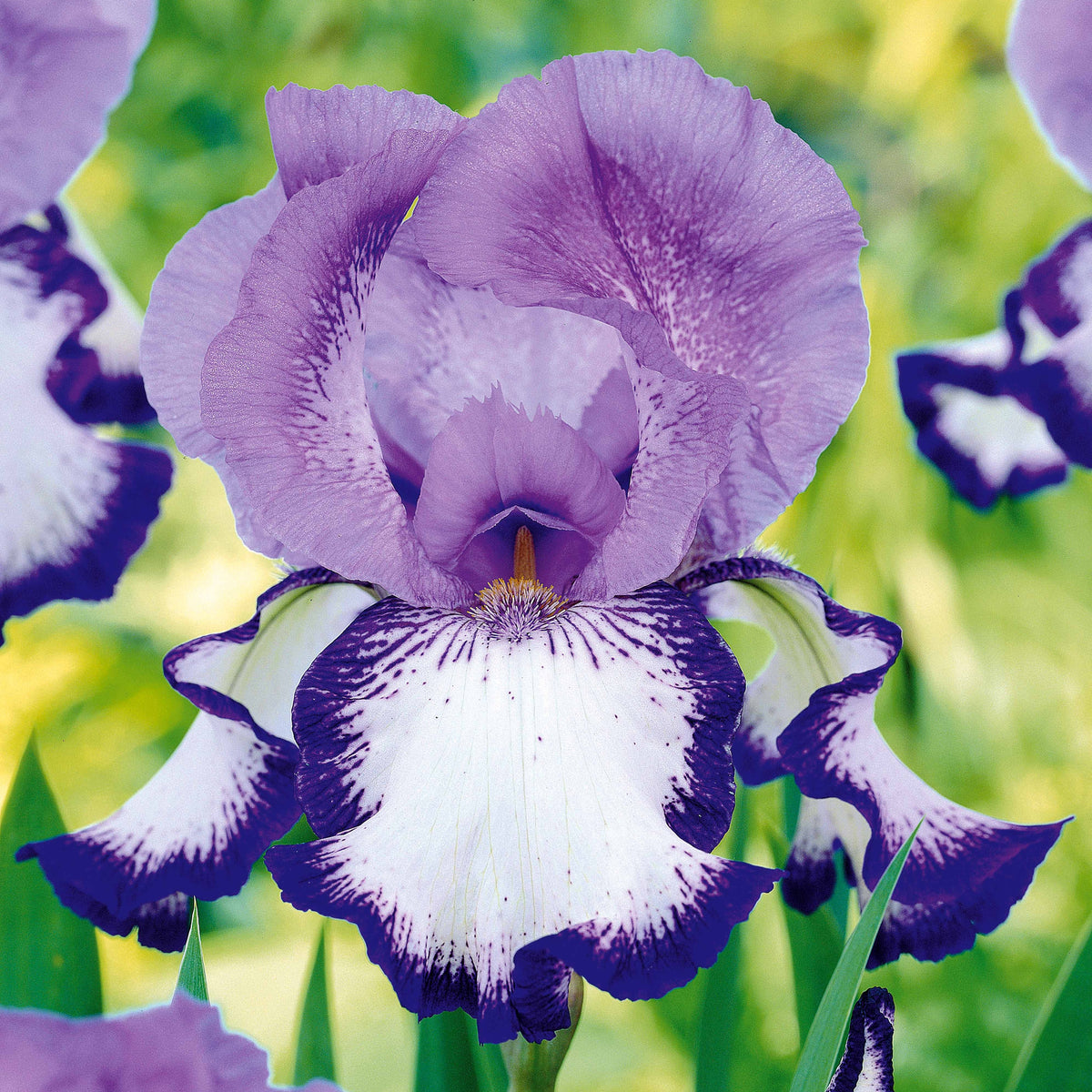 2 Iris de jardin Bordure - Iris germanica on edge - Willemse