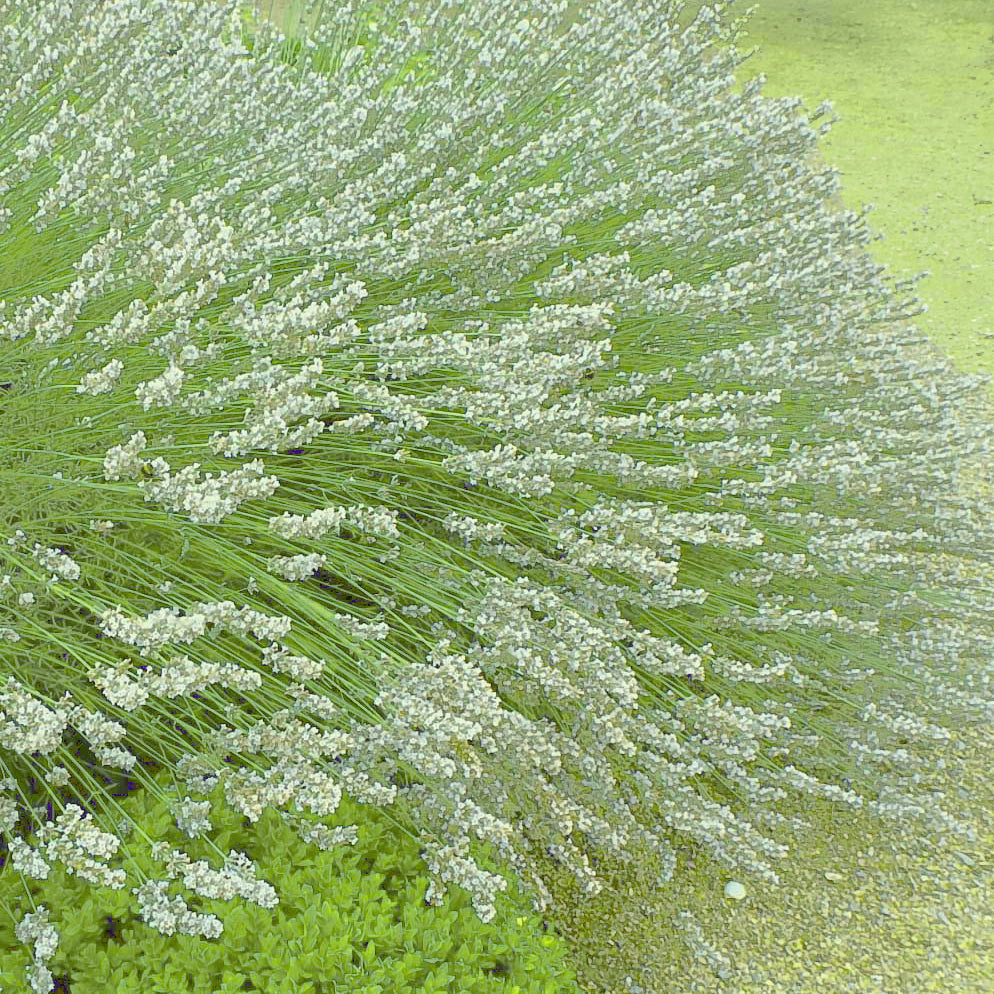 2 Lavandes blanches - Lavandula angustifolia alba - Willemse