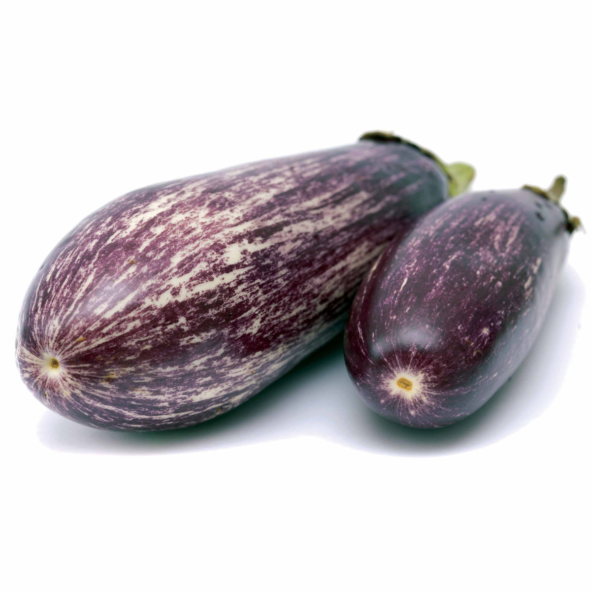 3 Plants d'Aubergine zébrée violette Rania - Solanum melongena rania - Willemse