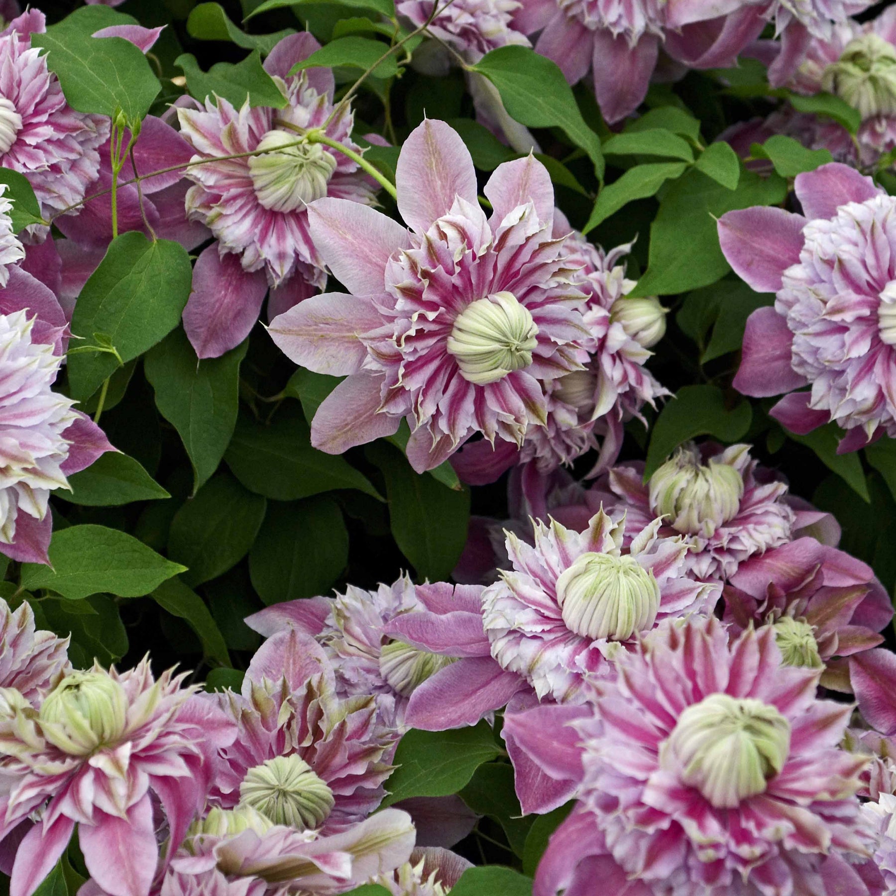 Clématite double Josephine - Clematis josephine - Plantes