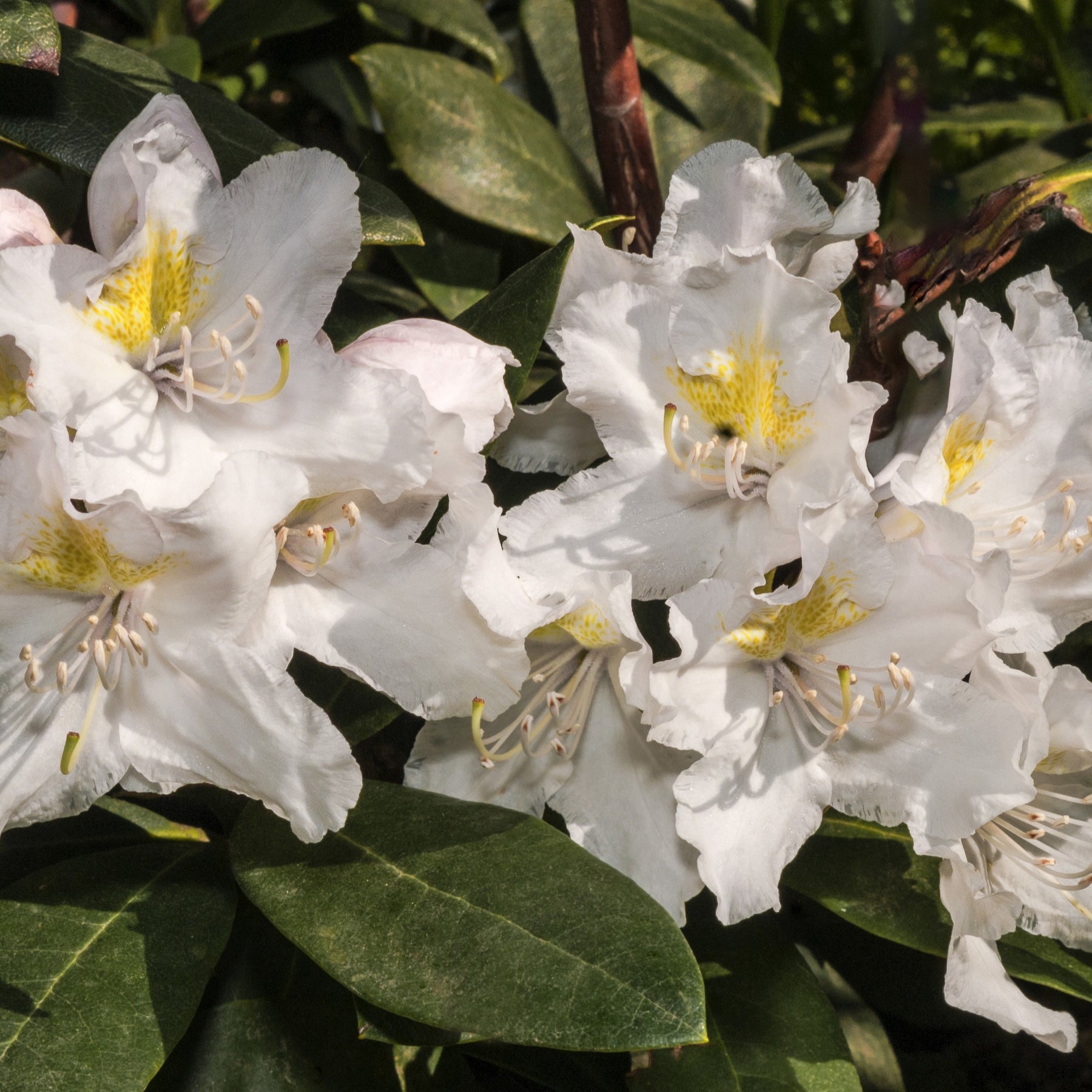 Rhododendron Cunningham's White - Rhododendron cunningham's white - Rhododendrons
