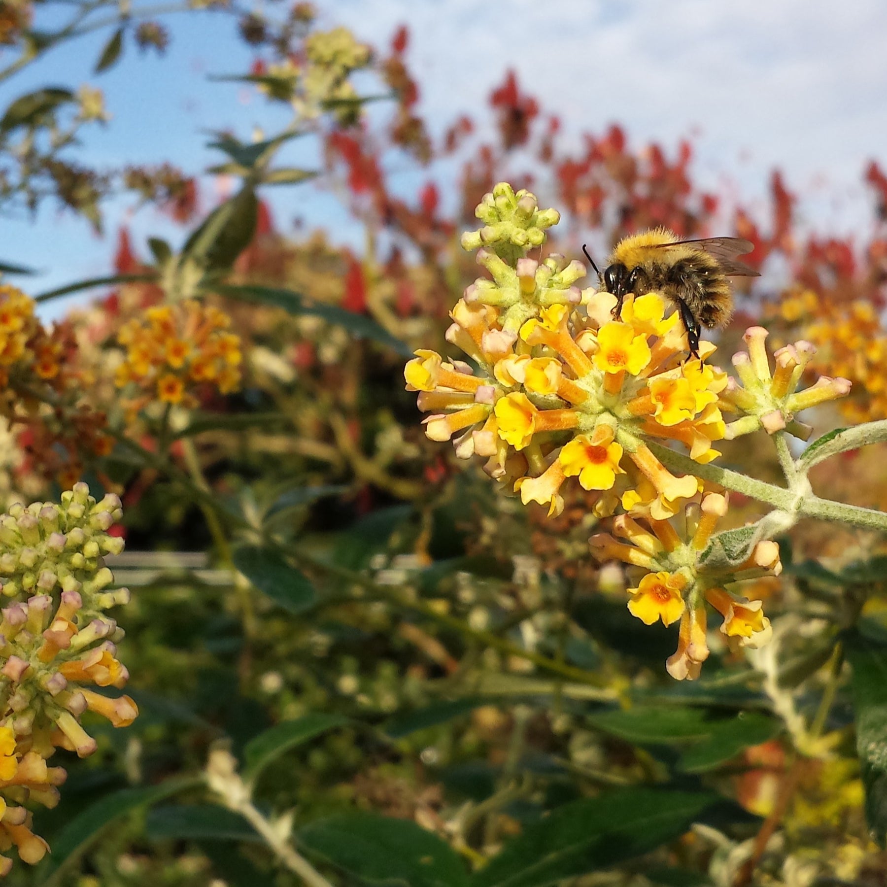 Arbre à papillons Sungold - Buddleja x weyeriana sungold - Plantes