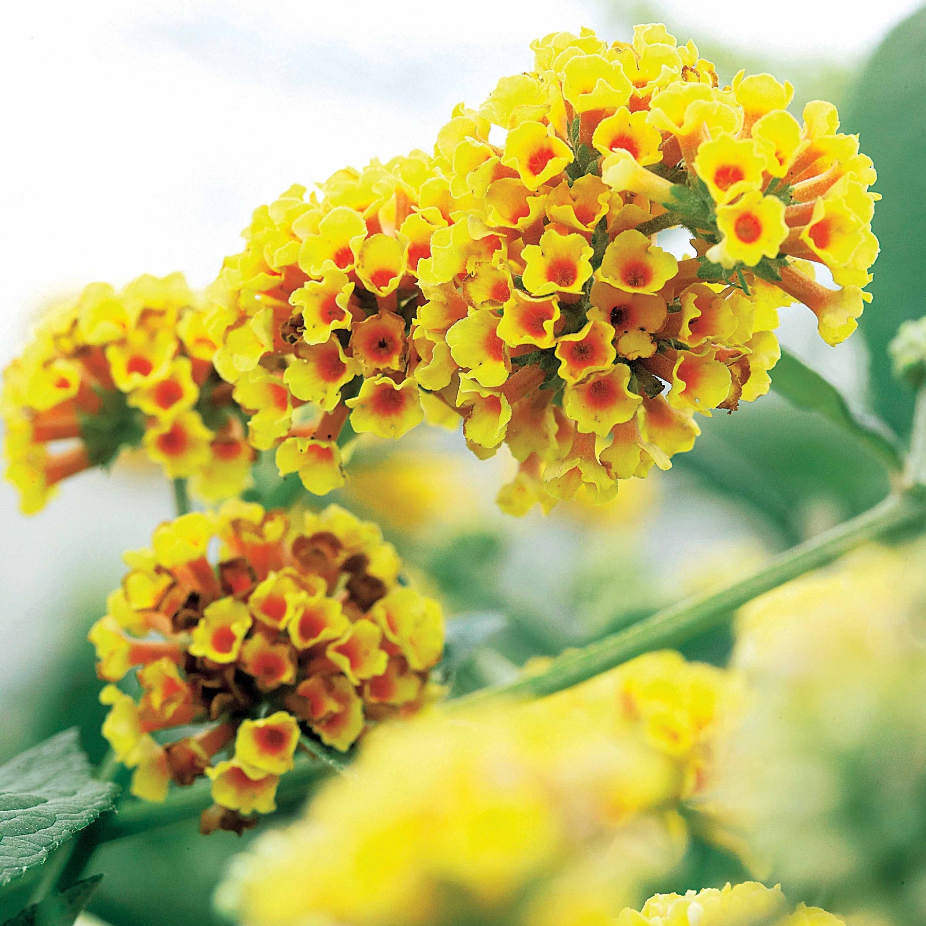 Arbre à papillons Sungold - Buddleja x weyeriana sungold - Arbres aux papillons