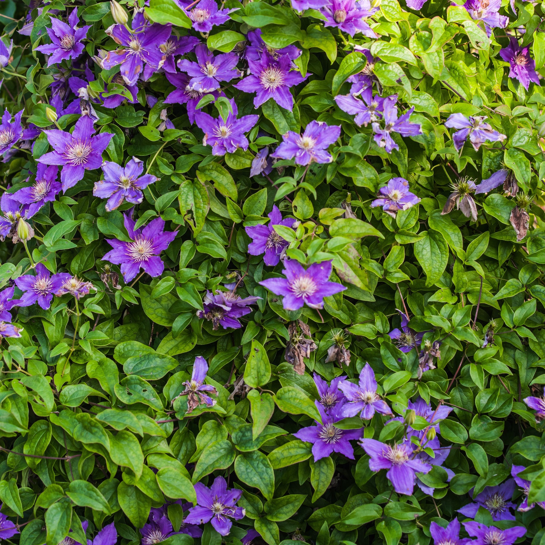 Clématite couvre sol Arabella - Clematis arabella - Plantes