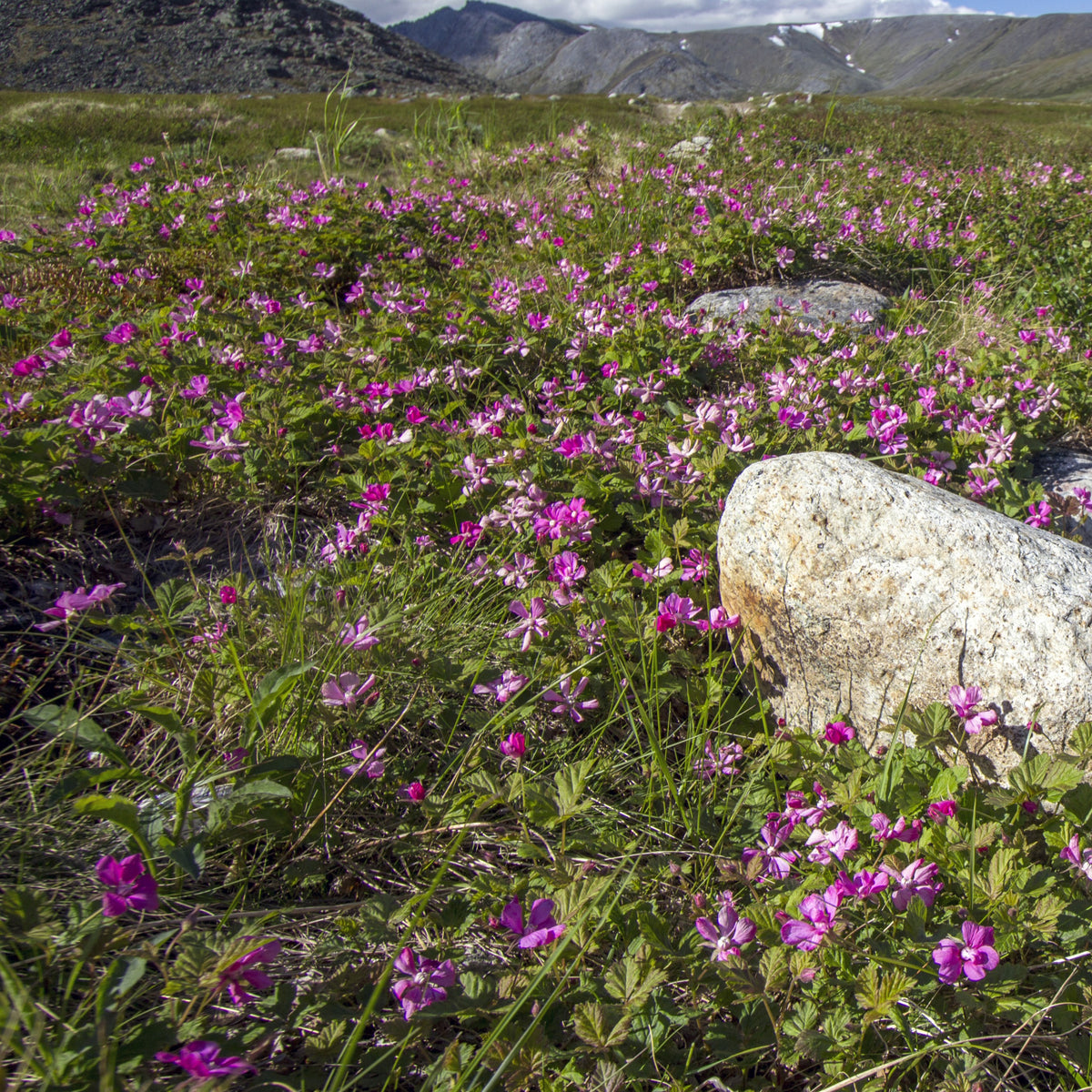 Framboisier arctique - Rubus arcticus - Willemse