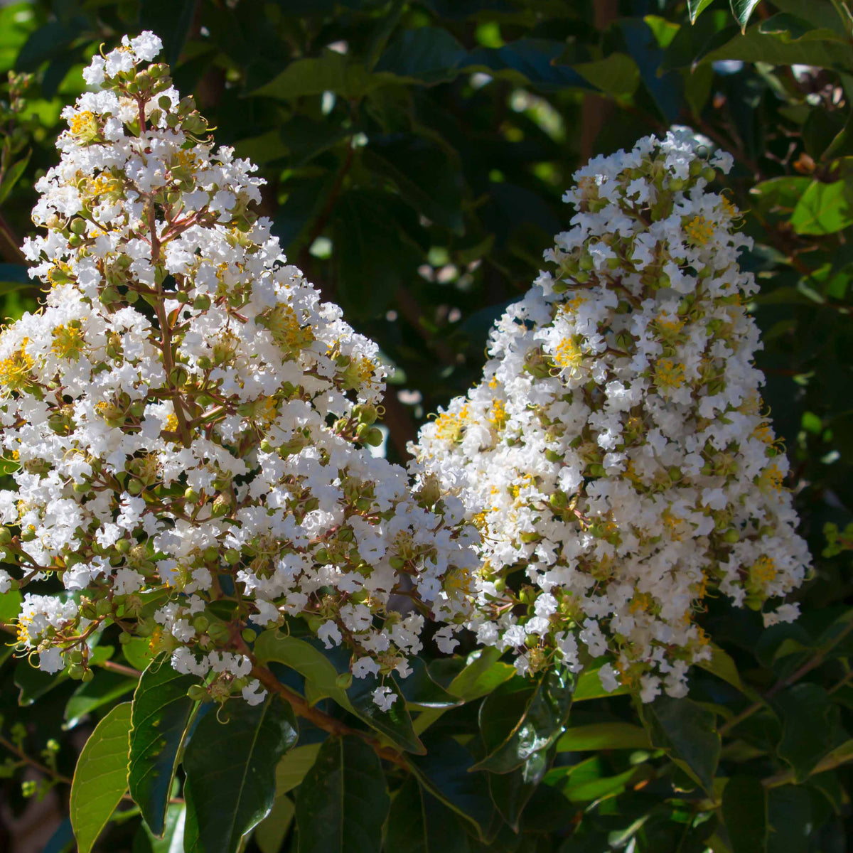 Lilas des Indes blanc - Lagerstroemia indica Neige d'Été - Willemse