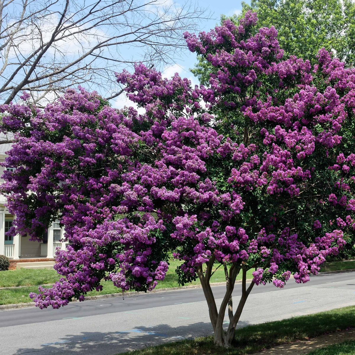 Lilas des Indes violet - Lagerstroemia indica Lafayette - Arbustes