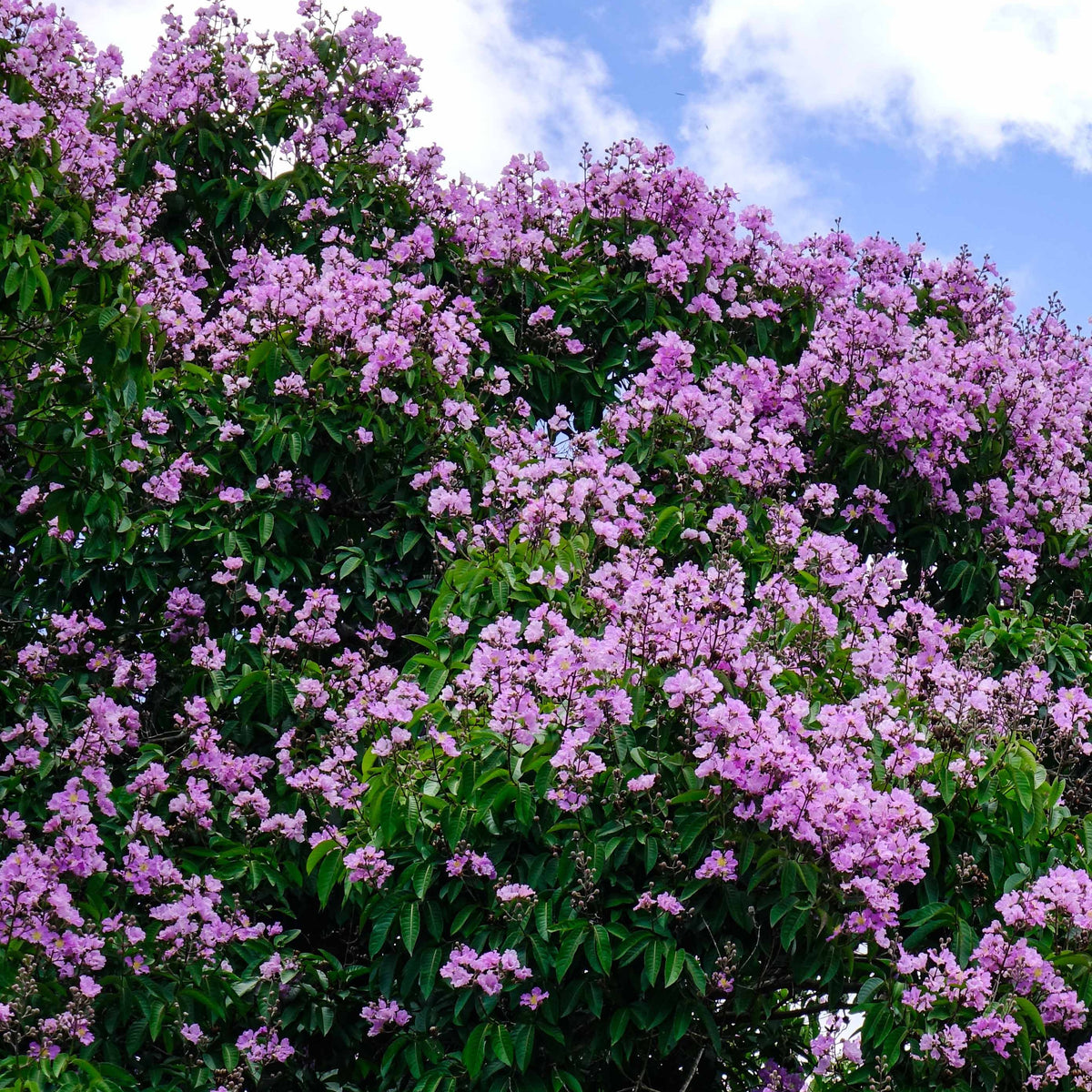 Lilas des Indes violet - Lagerstroemia indica Lafayette - Lilas des Indes