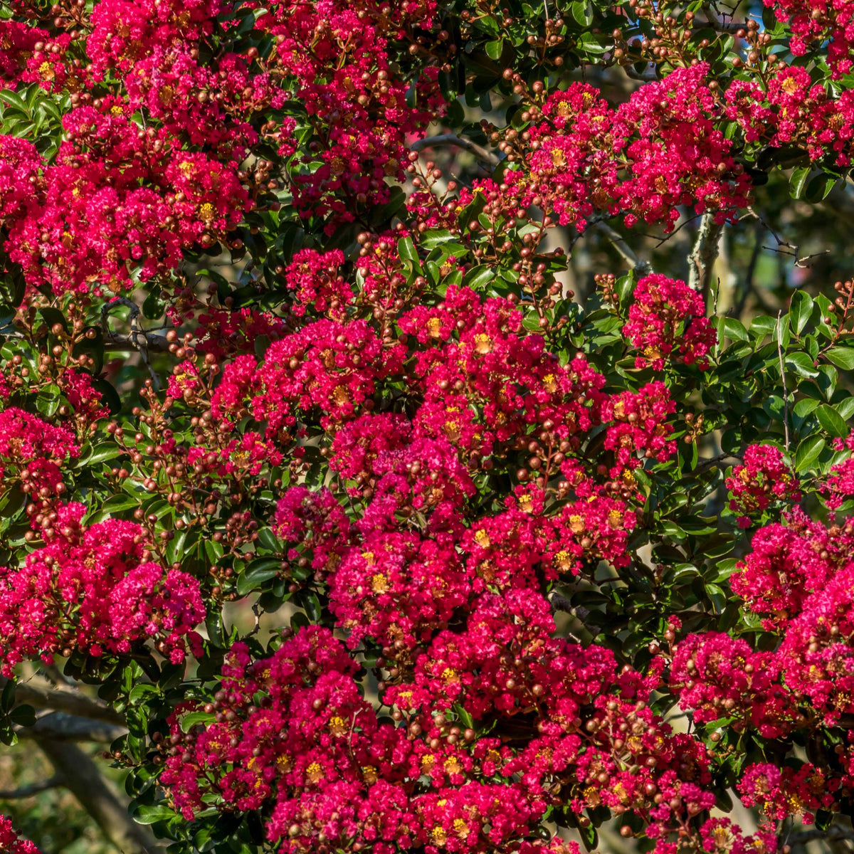 Lilas des Indes rouge - Lagerstroemia indica Red Imperator - Lilas des Indes