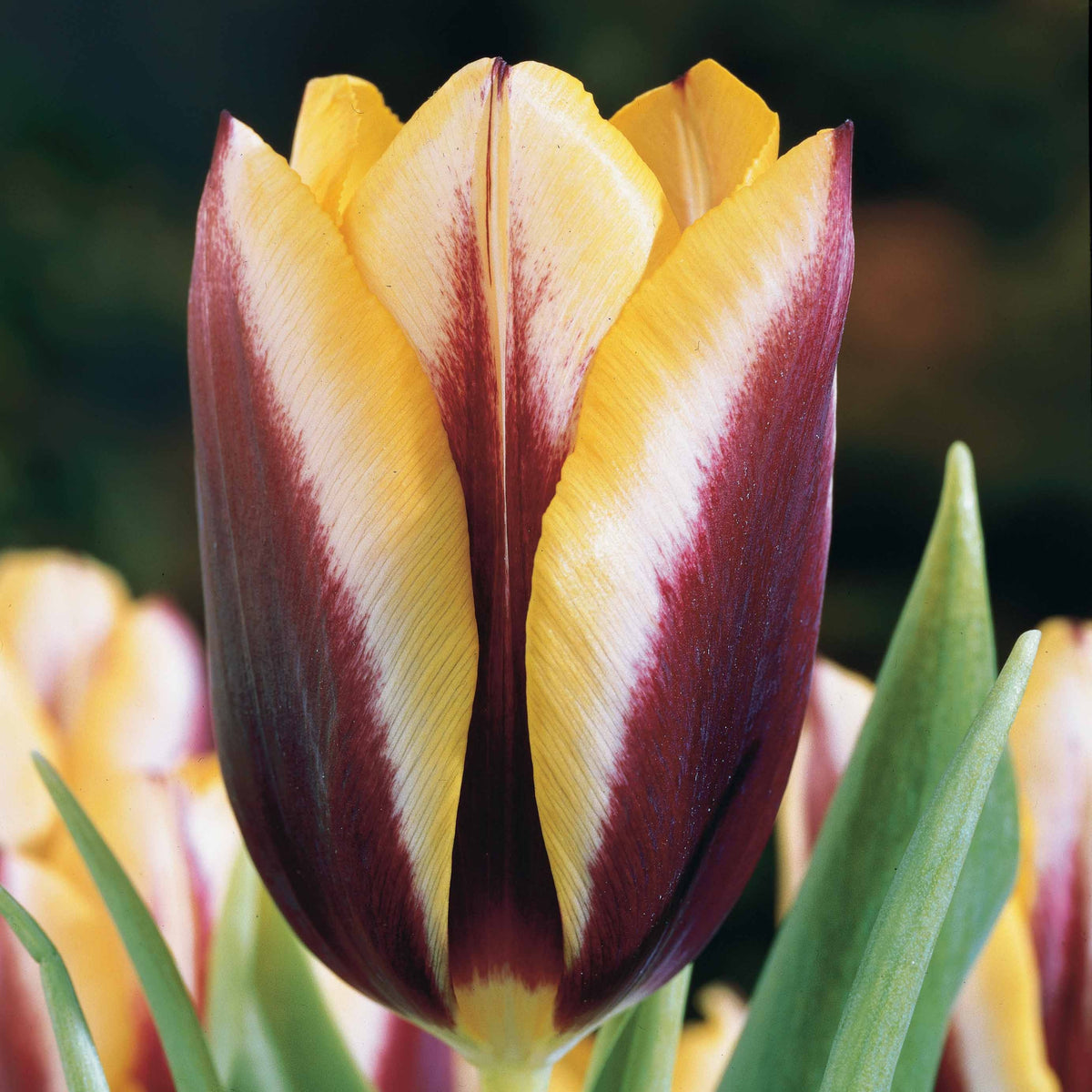 10 Tulipes Gavota - Tulipa gavota - Plantes